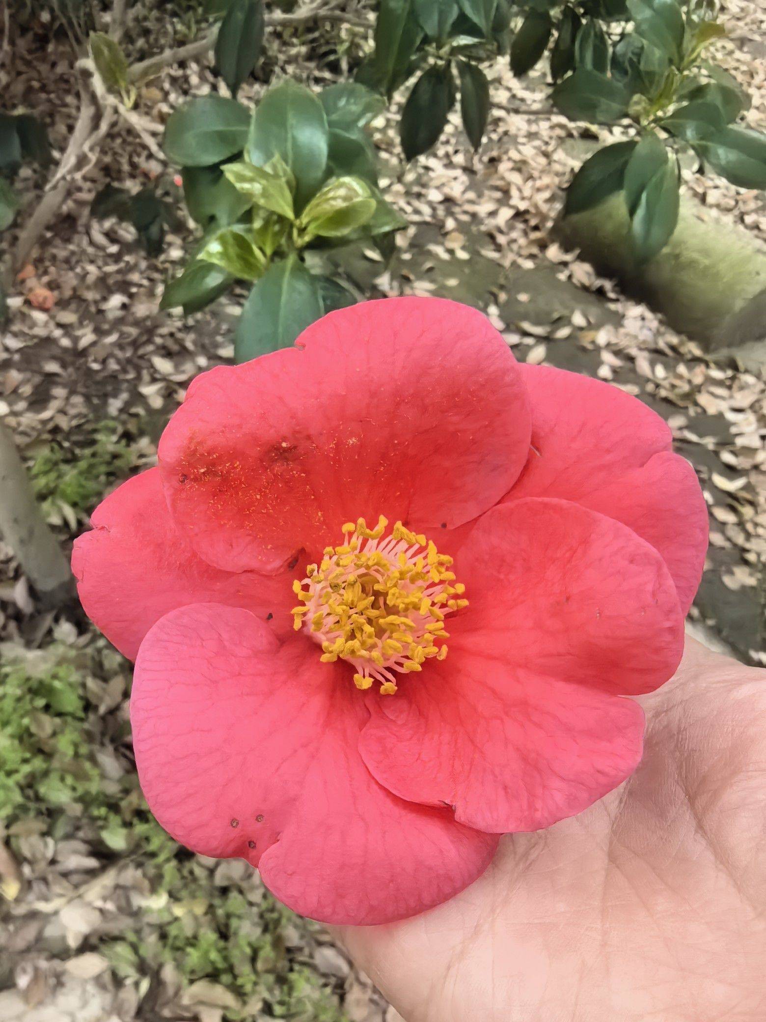 山茶花都是这样直接的凋落的么？