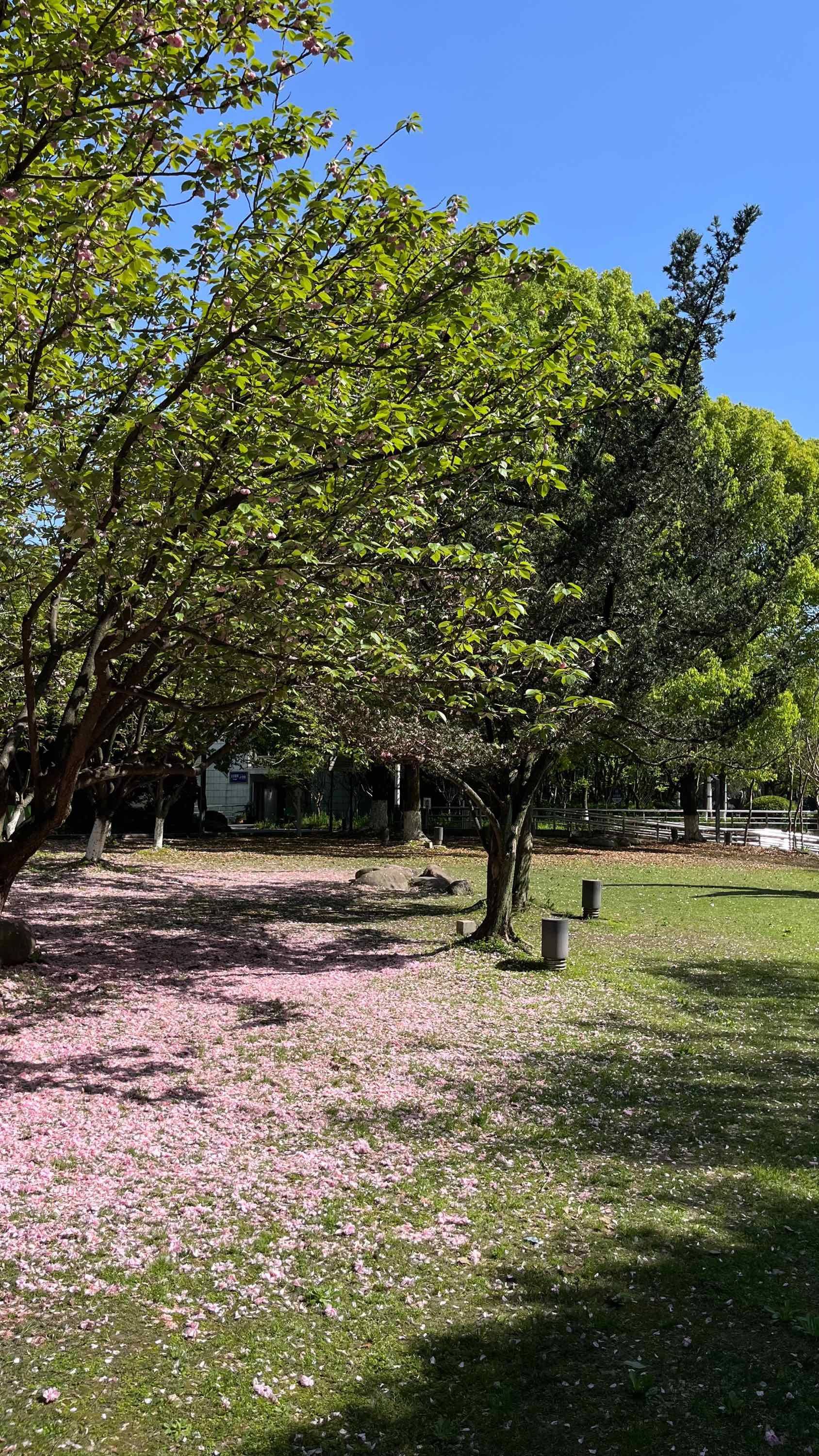 Blossom time finished 😭 