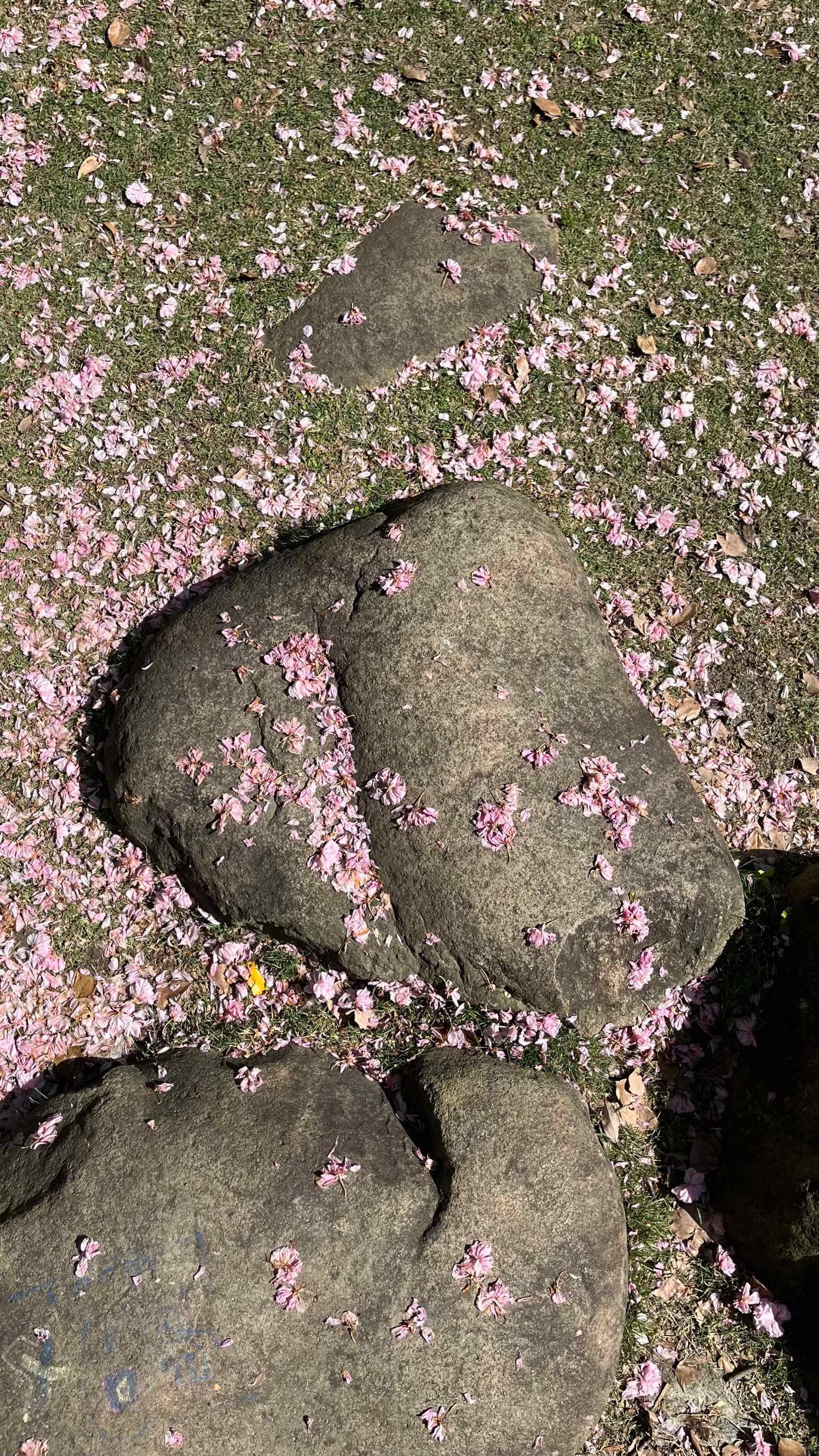 Blossom time finished 😭 _1