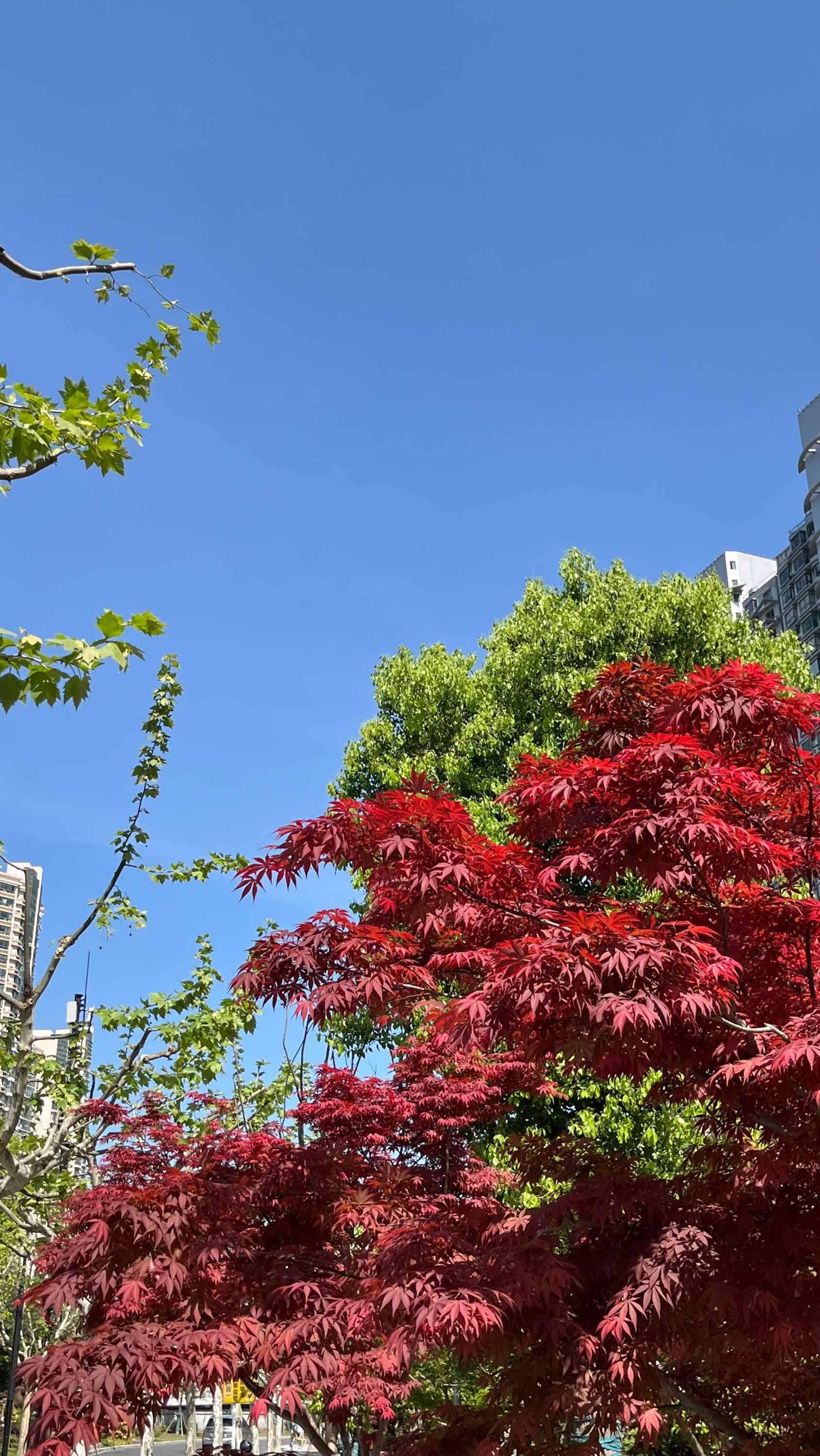 Blossom time finished 😭 _2