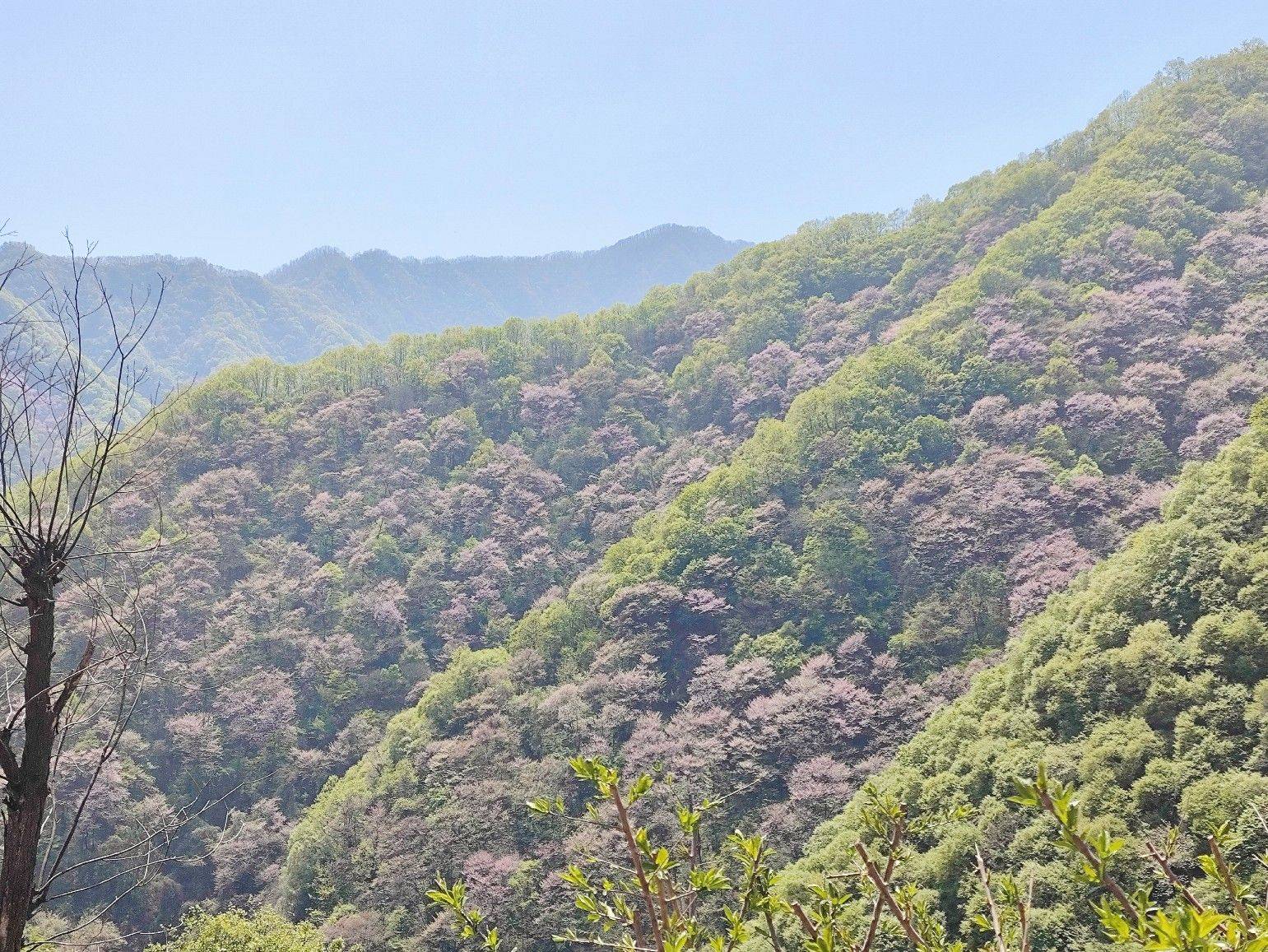 西寺沟赏紫荆花_2