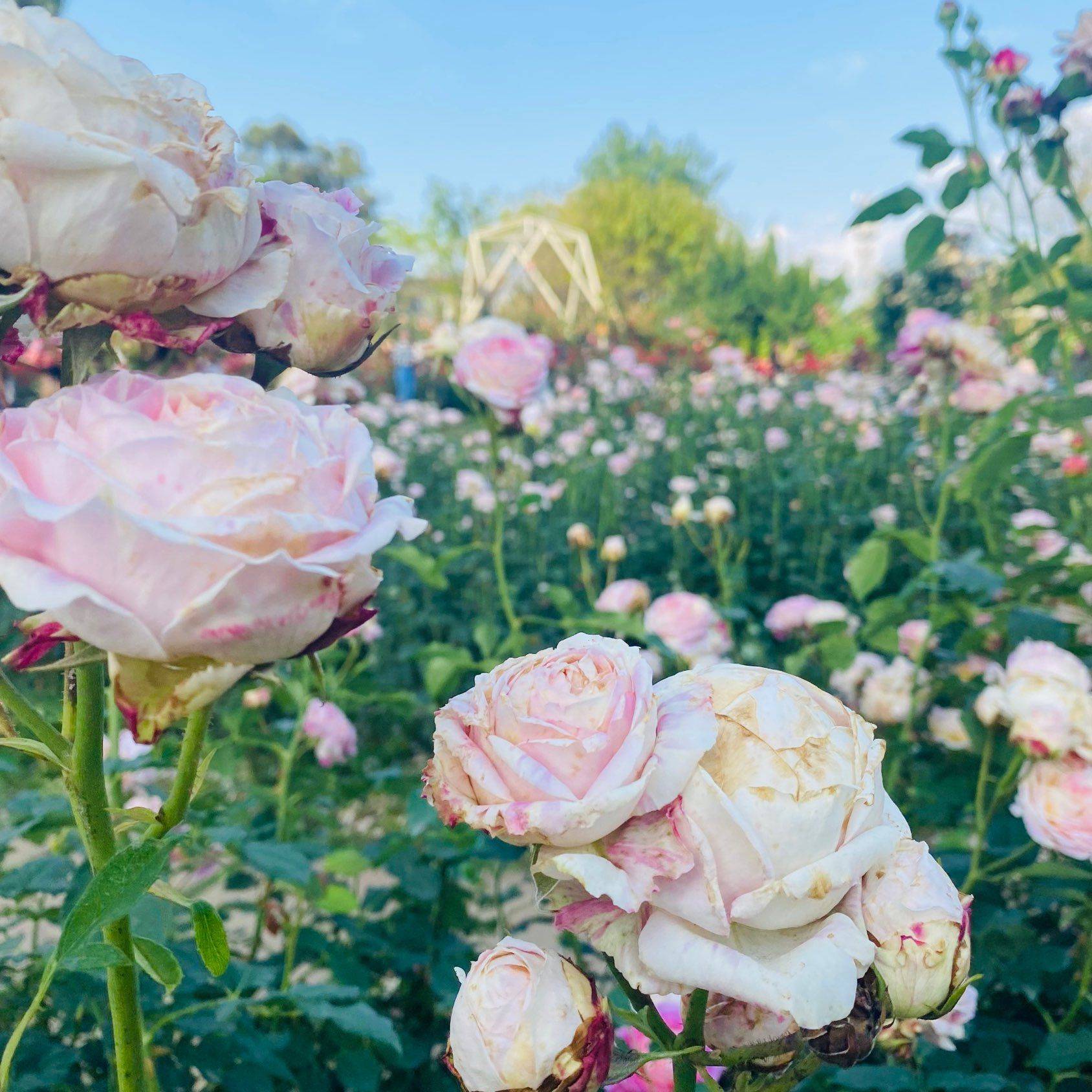 花开的时候 你就来看我🌷