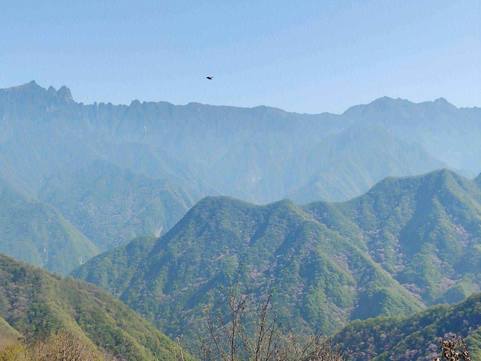 西寺沟赏紫荆花_3