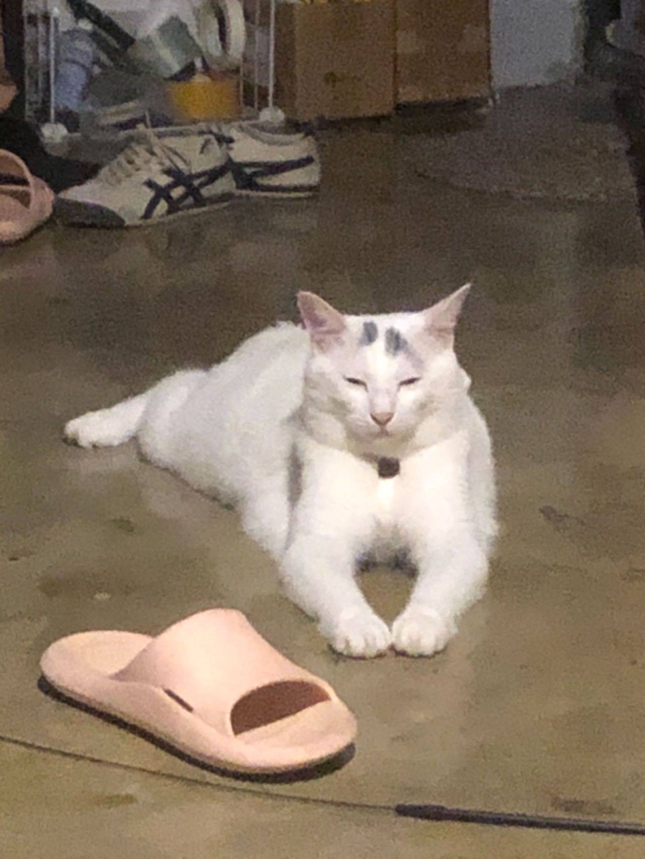 当初要送猫的我， 现在一只也…_4