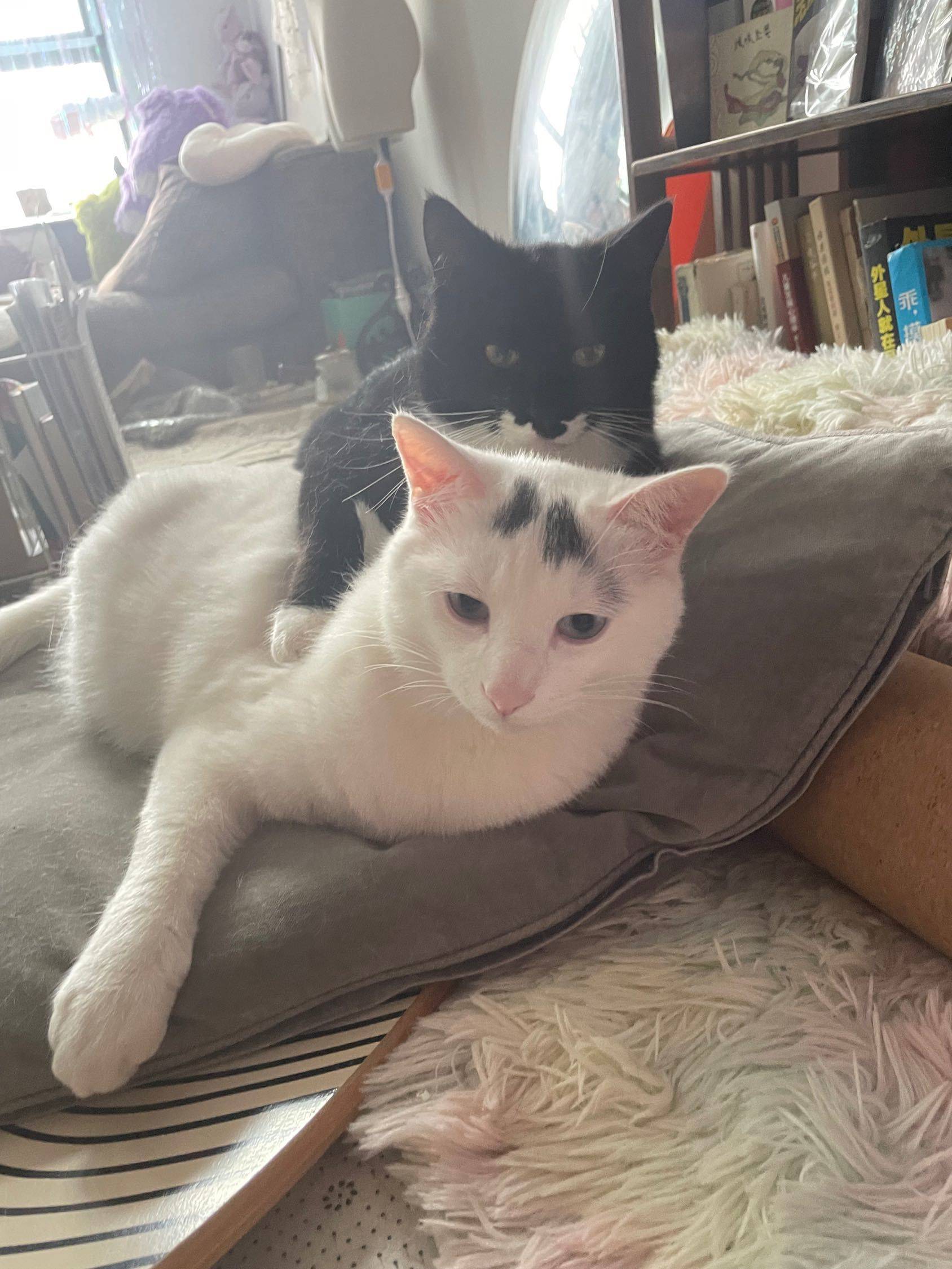 当初要送猫的我， 现在一只也…_3