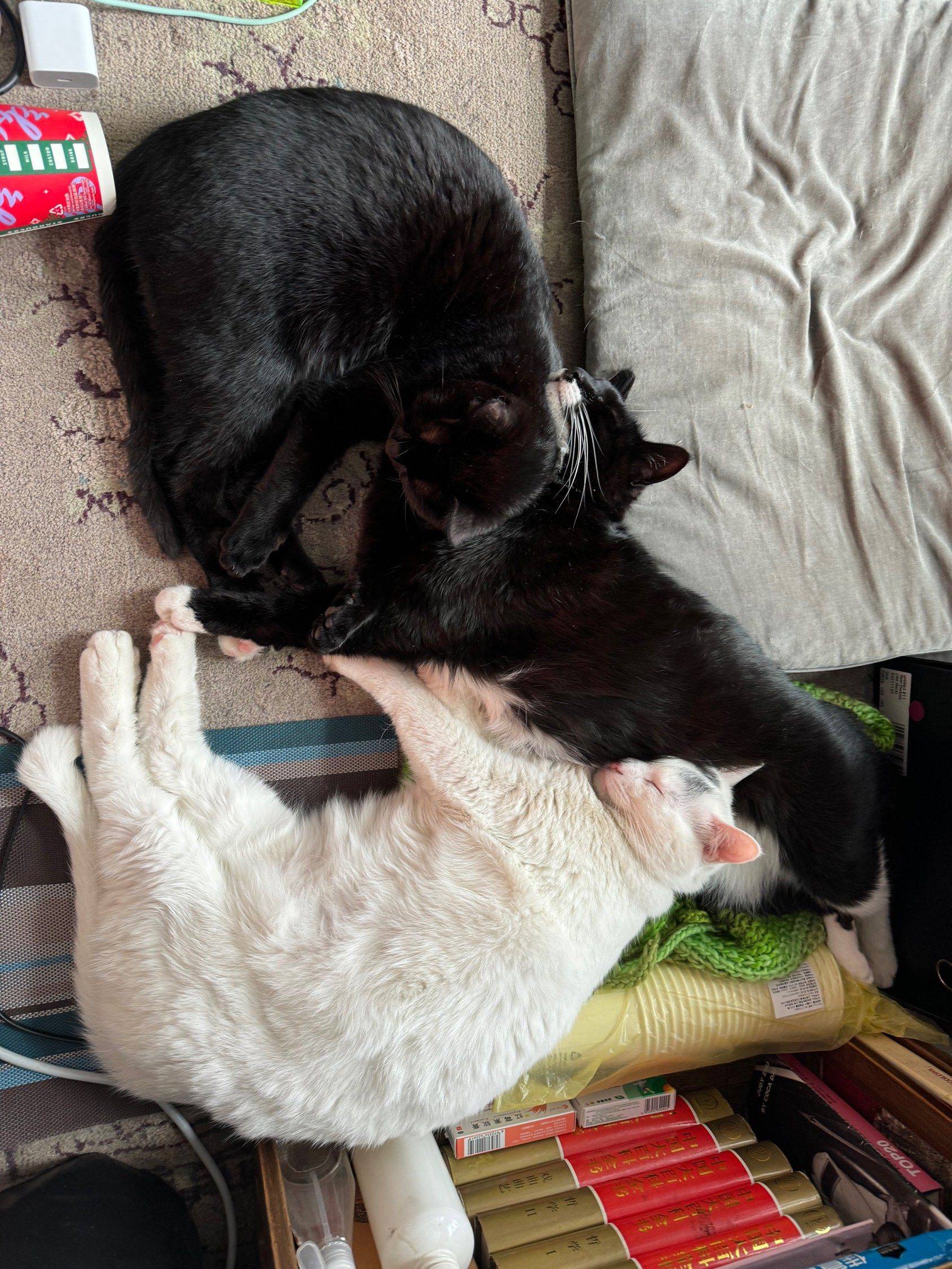 当初要送猫的我， 现在一只也…