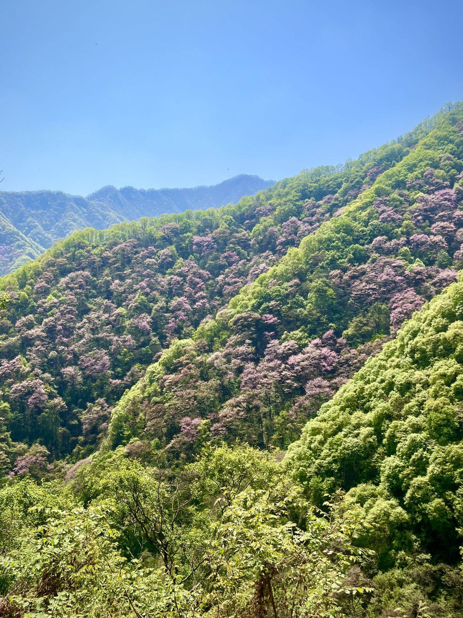 西寺沟赏紫荆花