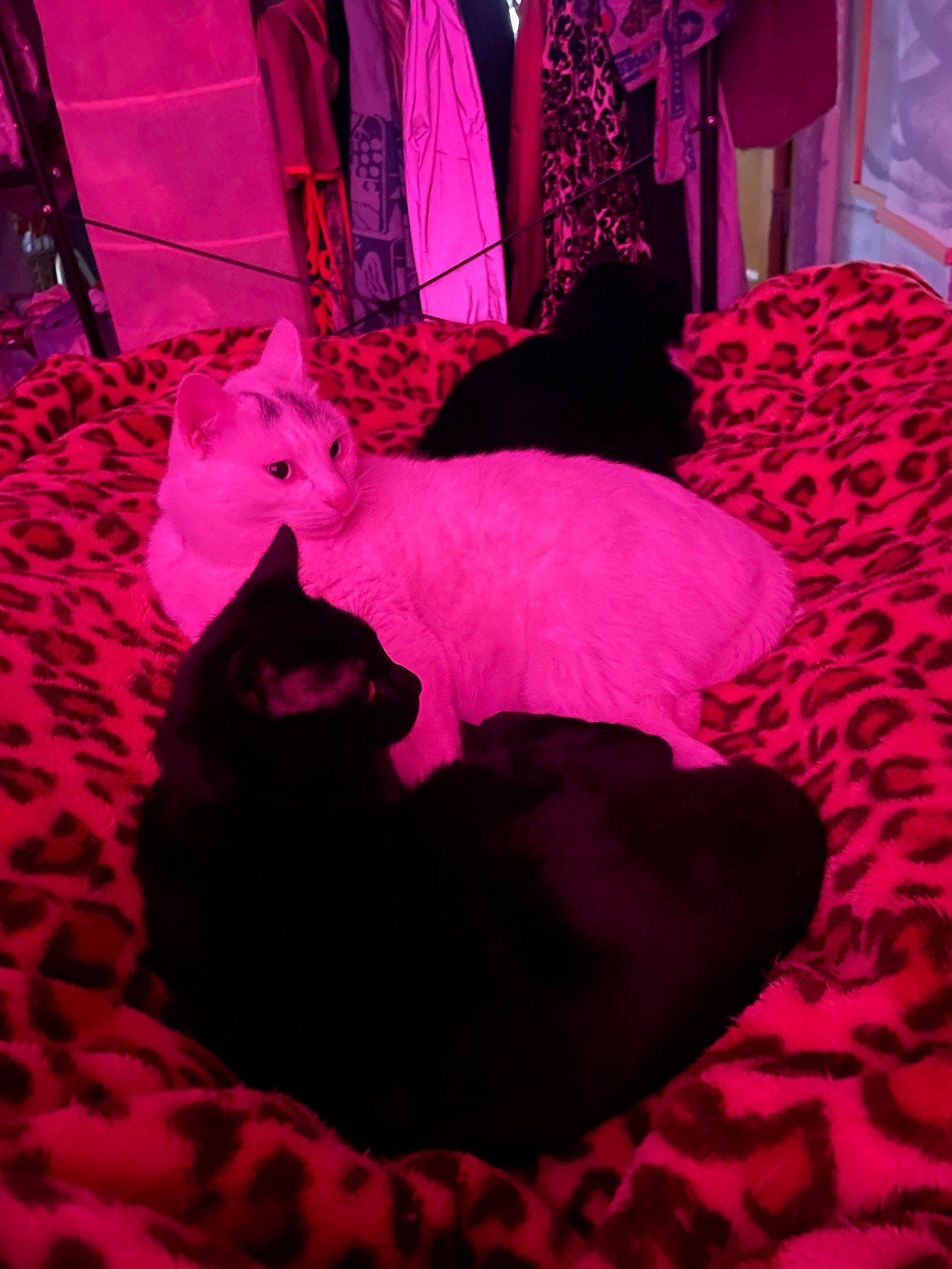 当初要送猫的我， 现在一只也…_2