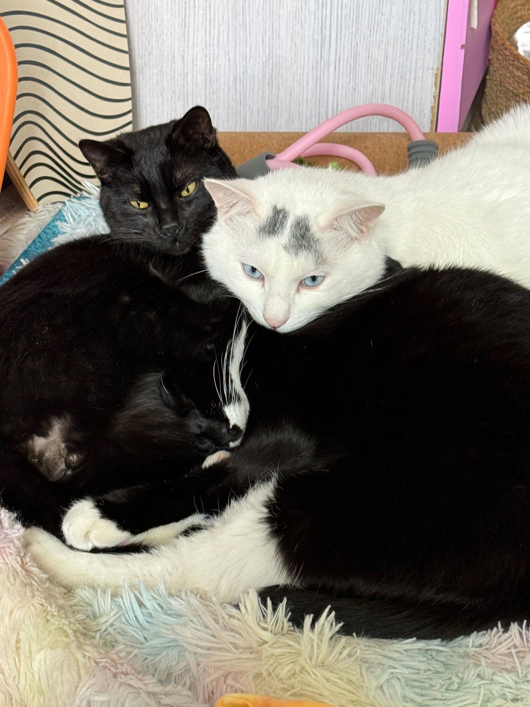 当初要送猫的我， 现在一只也…_1