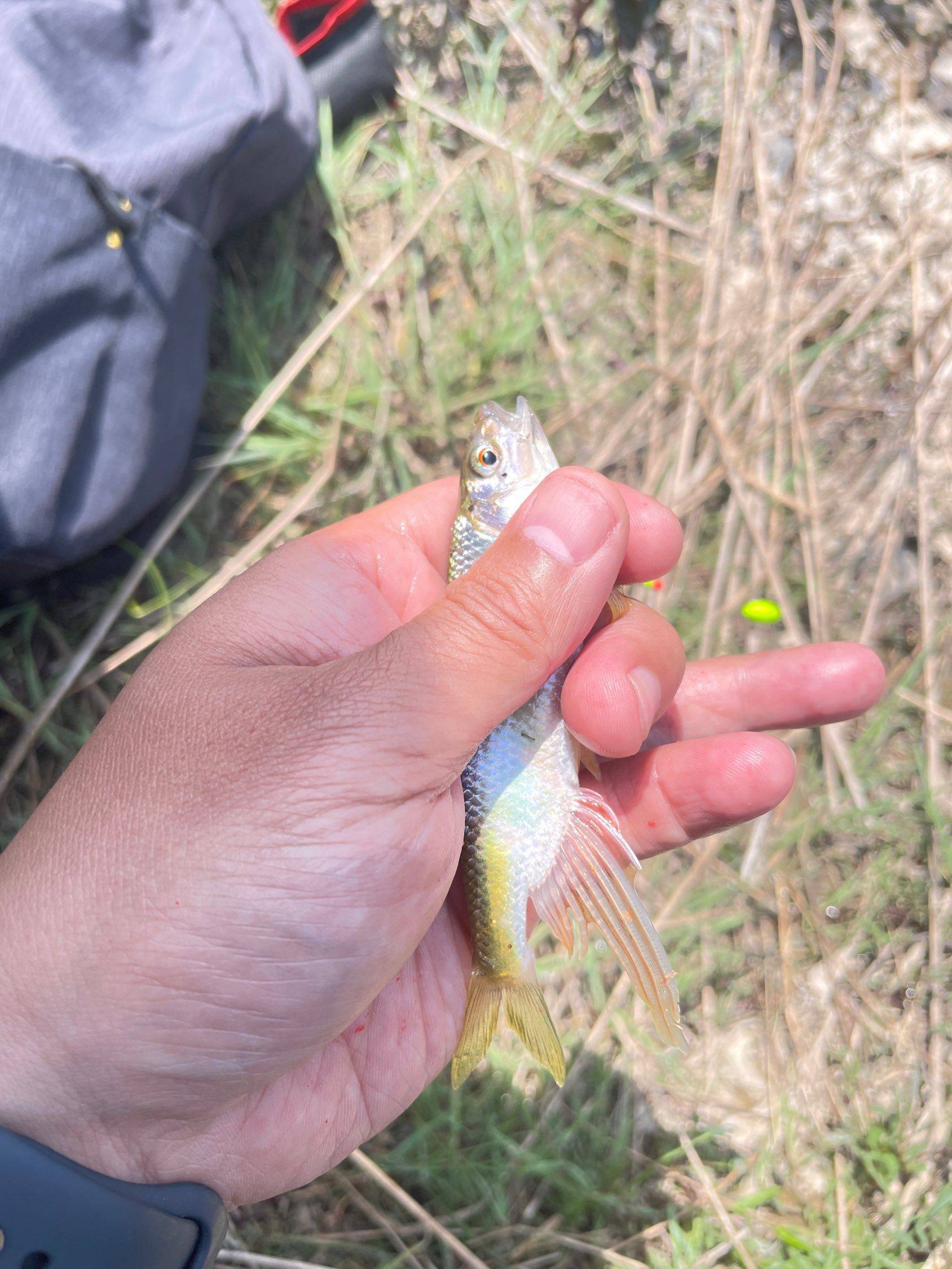 五一野采⛰️_3