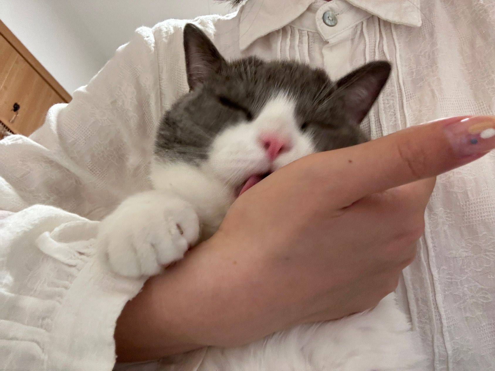 小猫咪为何这样❤️