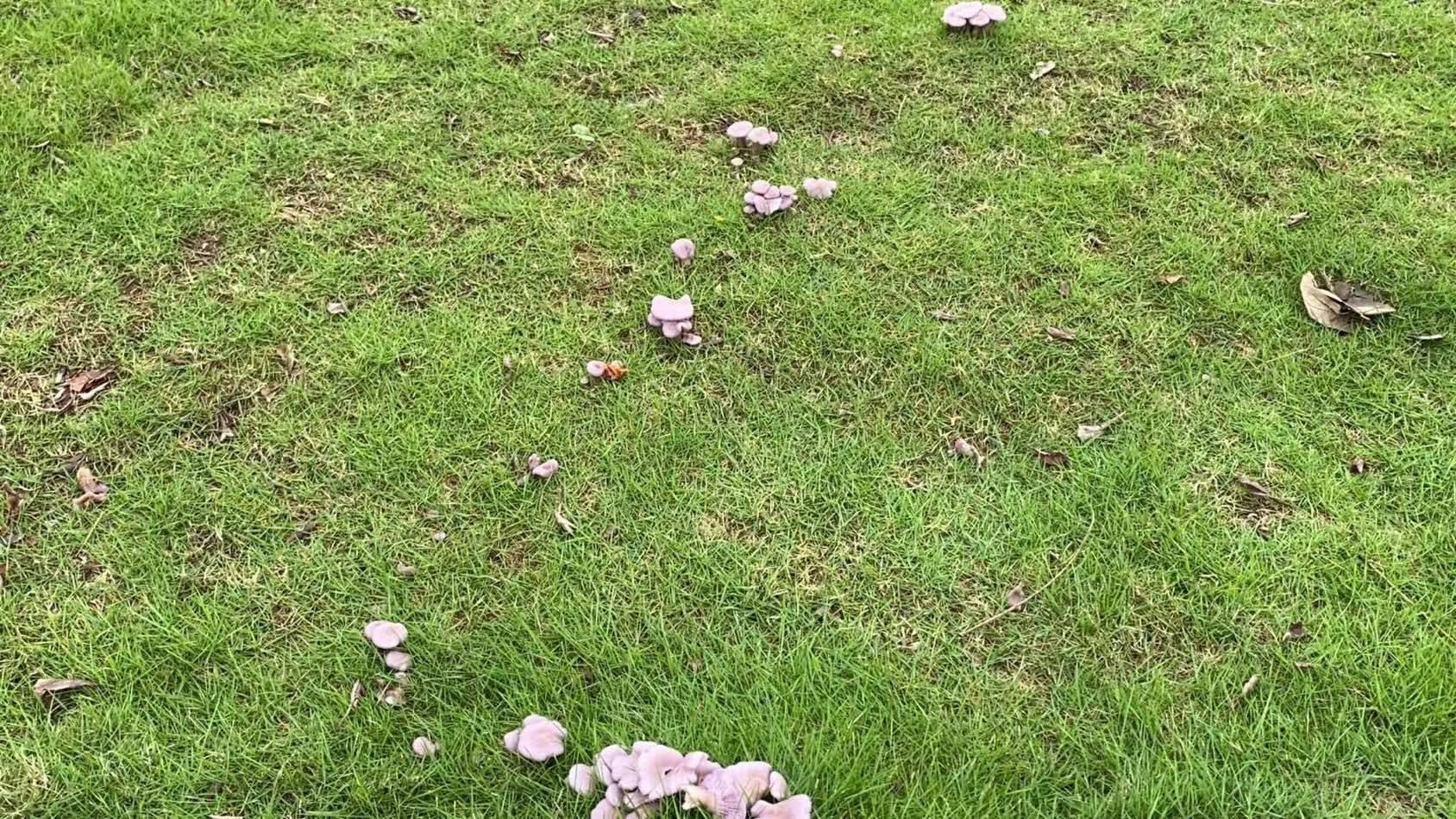 广州大雨后这遍地的蘑菇，能不能吃呵？_2