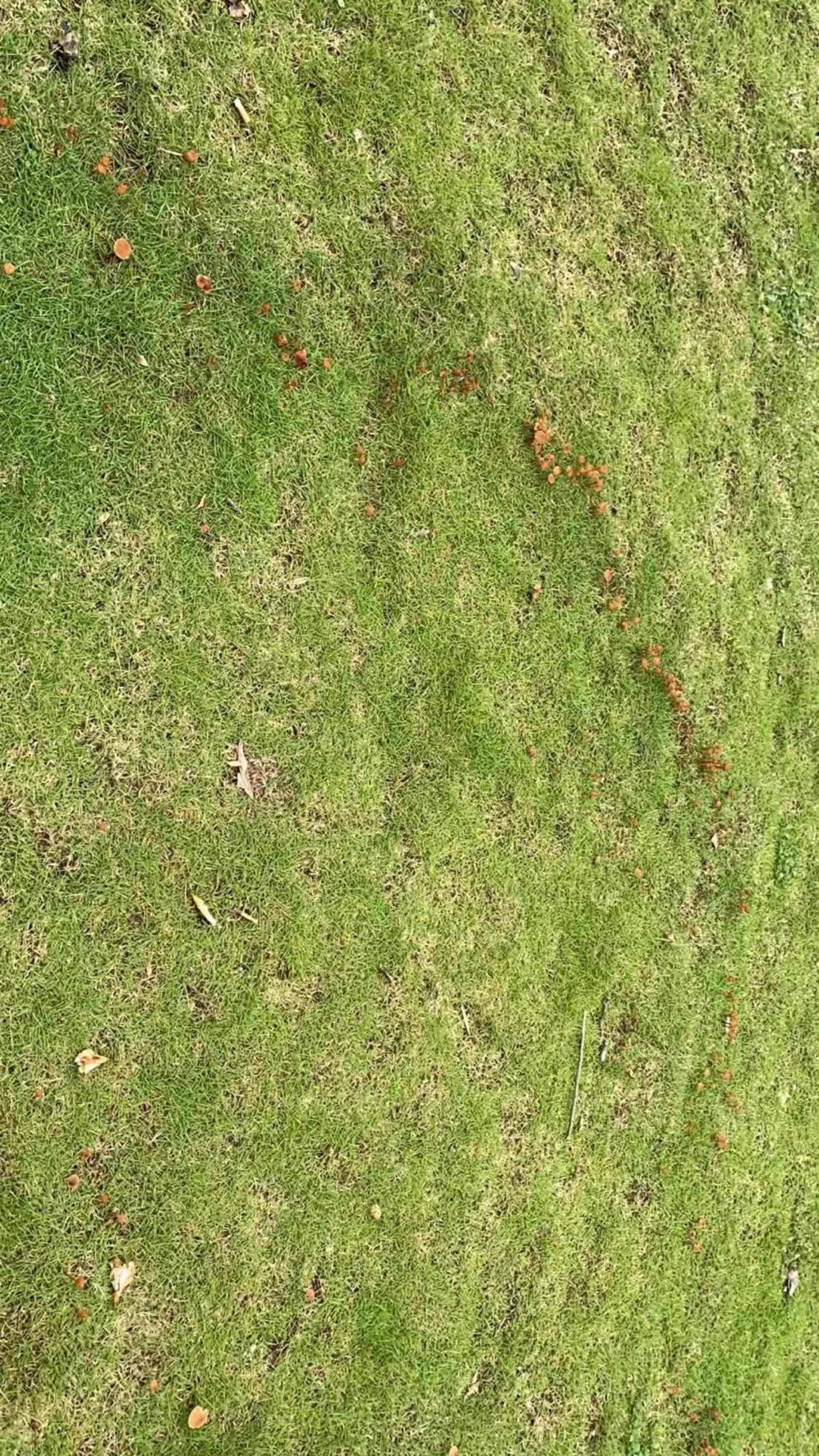 广州大雨后这遍地的蘑菇，能不能吃呵？_1