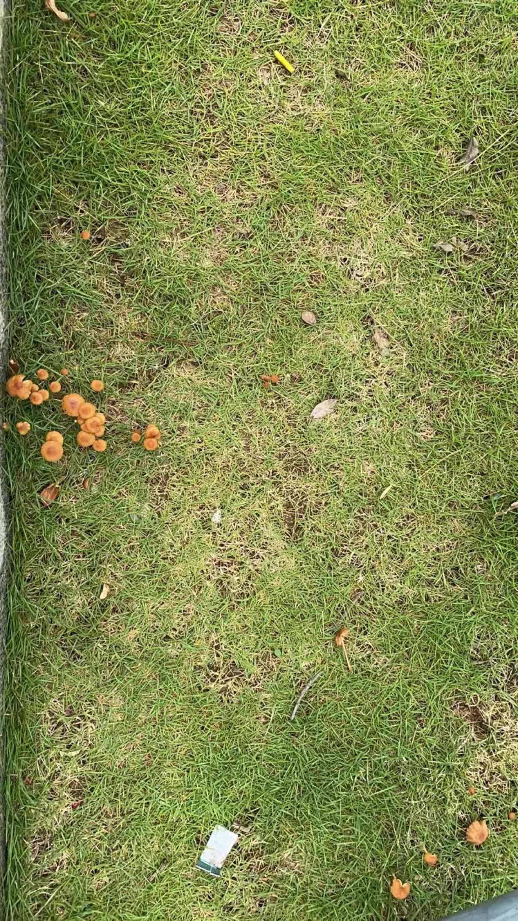 广州大雨后这遍地的蘑菇，能不能吃呵？_3