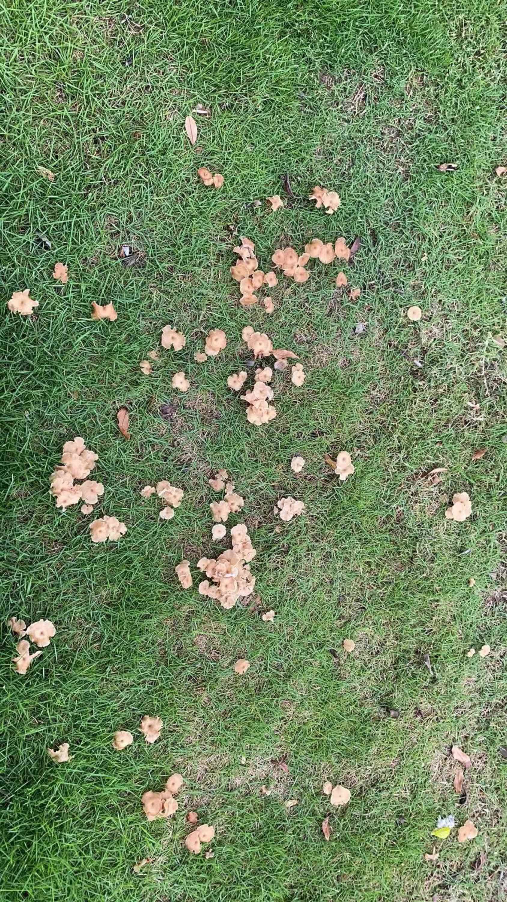 广州大雨后这遍地的蘑菇，能不能吃呵？