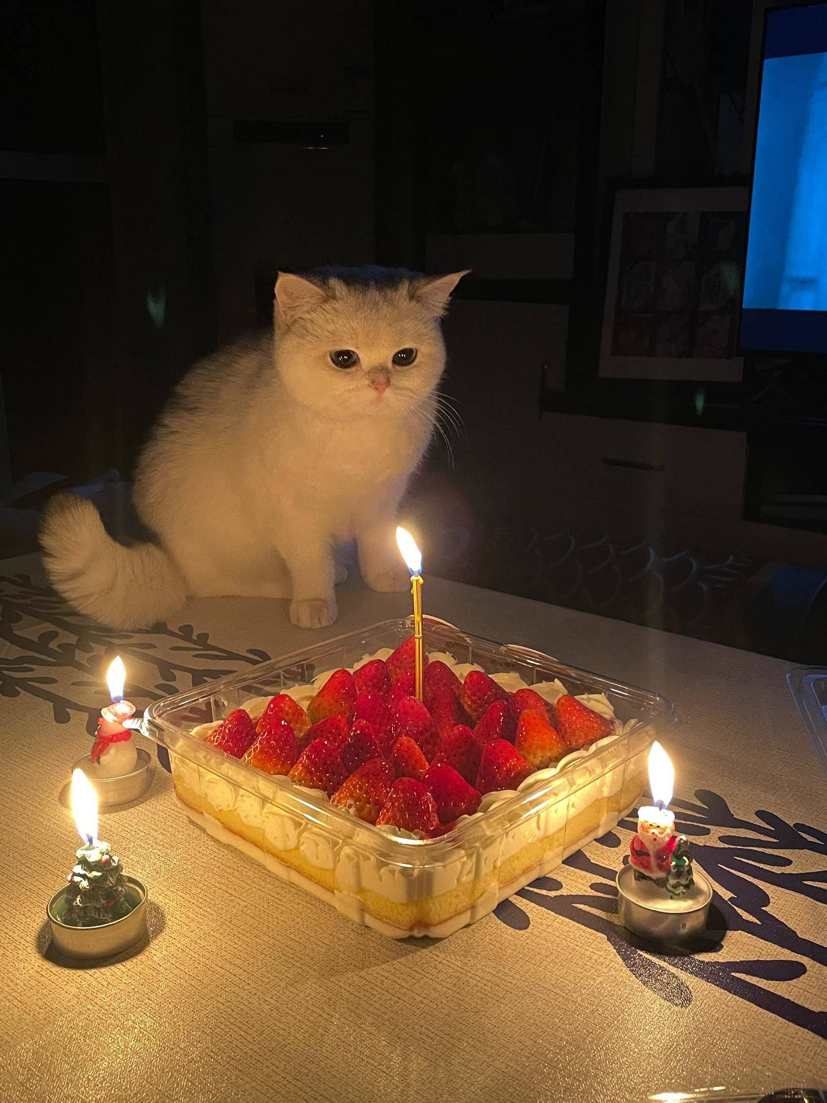 带房带猫招女生室友啦！！！