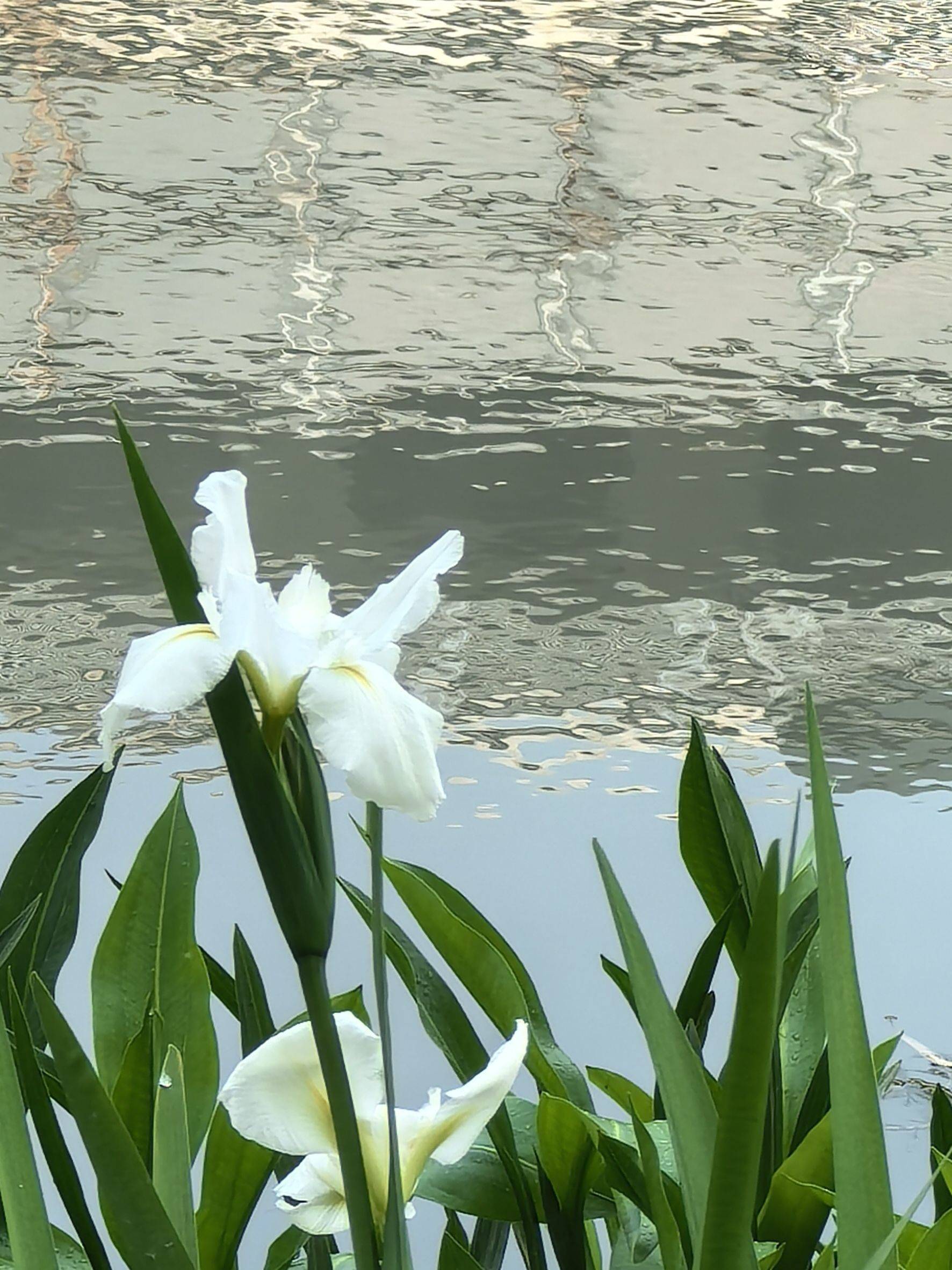 又是一年鸢尾花开樱桃红_2