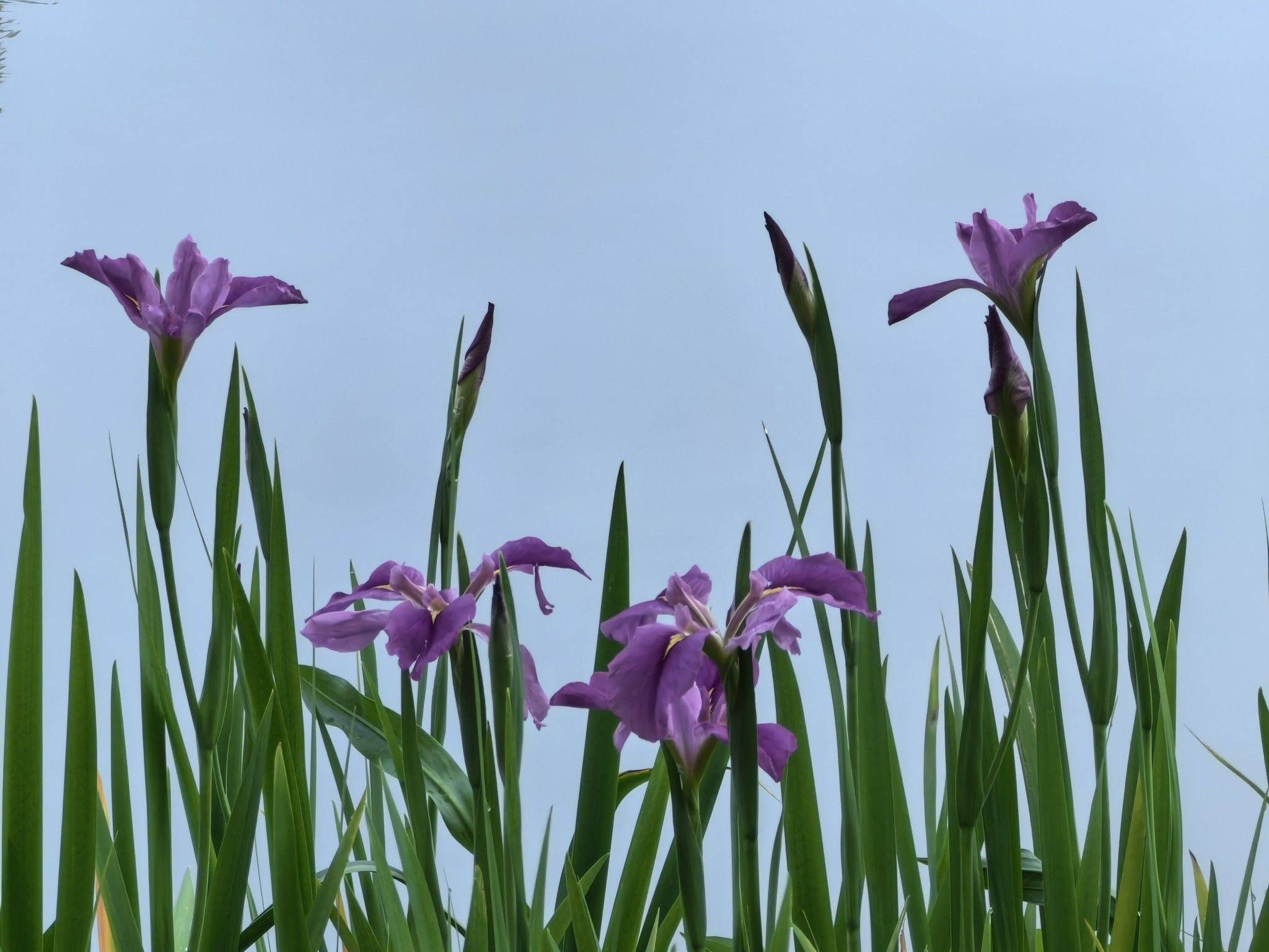 又是一年鸢尾花开樱桃红