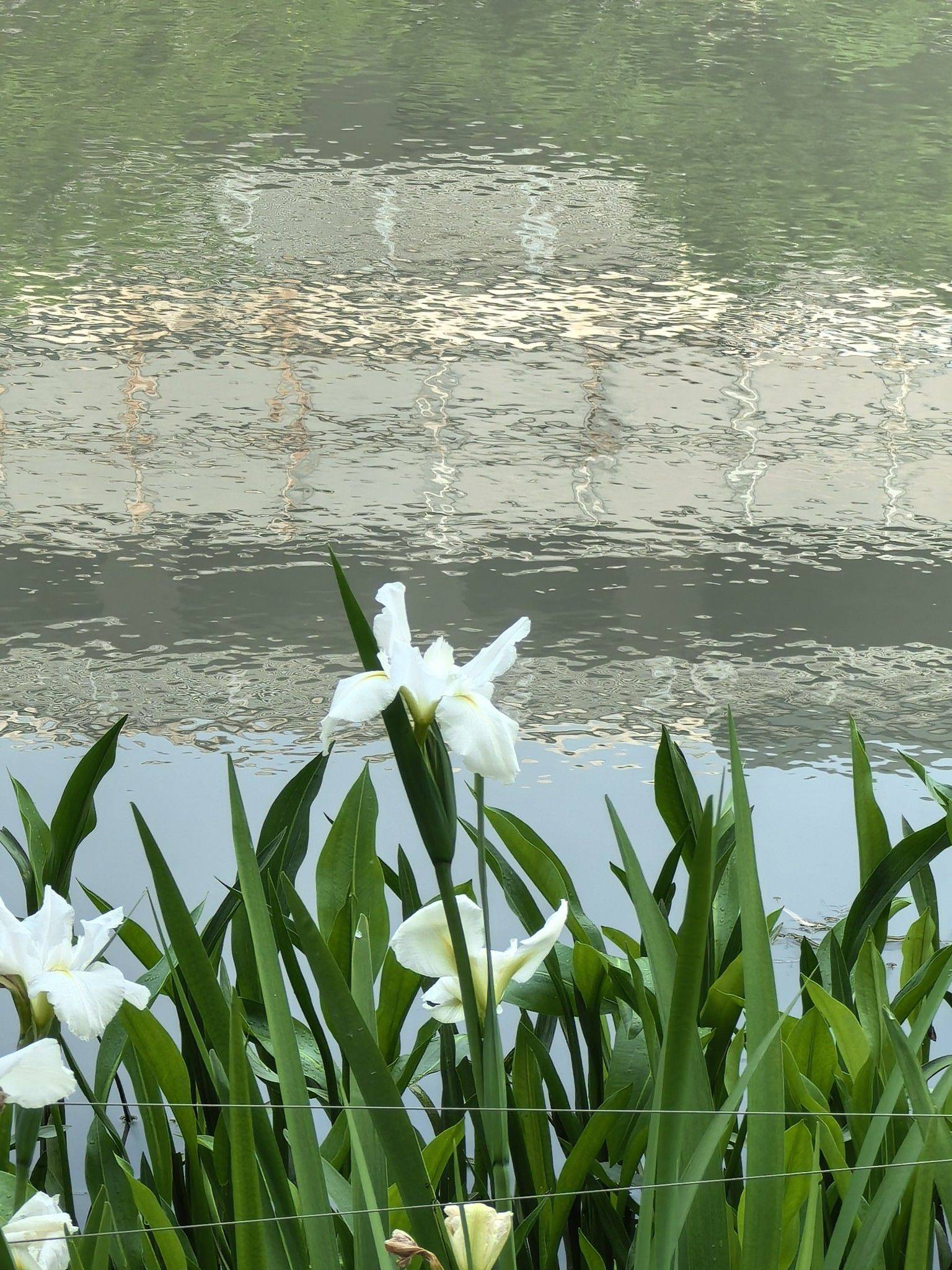 又是一年鸢尾花开樱桃红_1