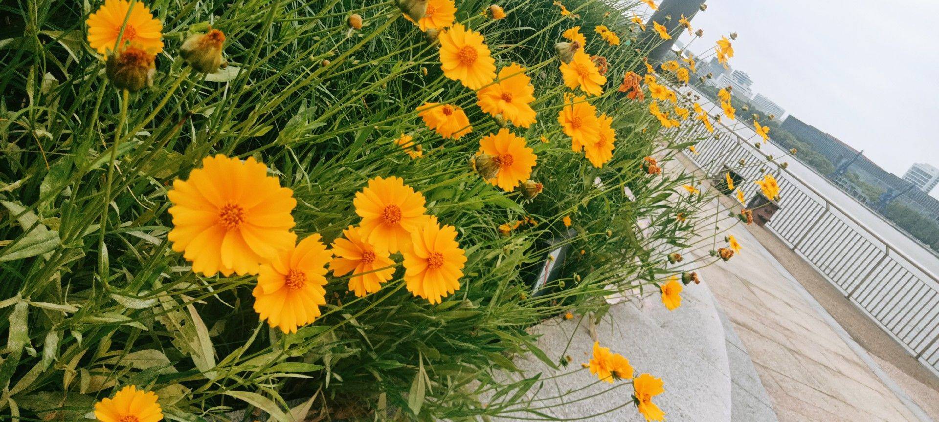 南园滨江绿地_2