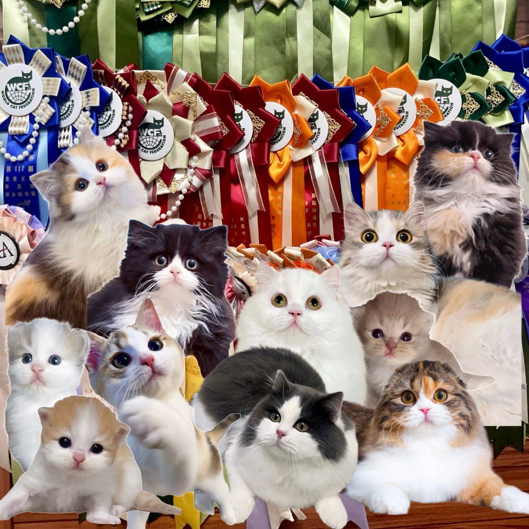 这些小可爱有你的菜吗