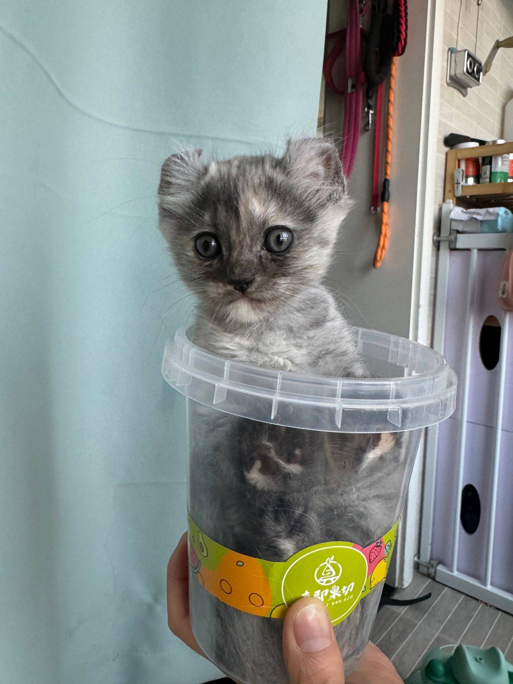 卷耳猫猫找新家啦_2