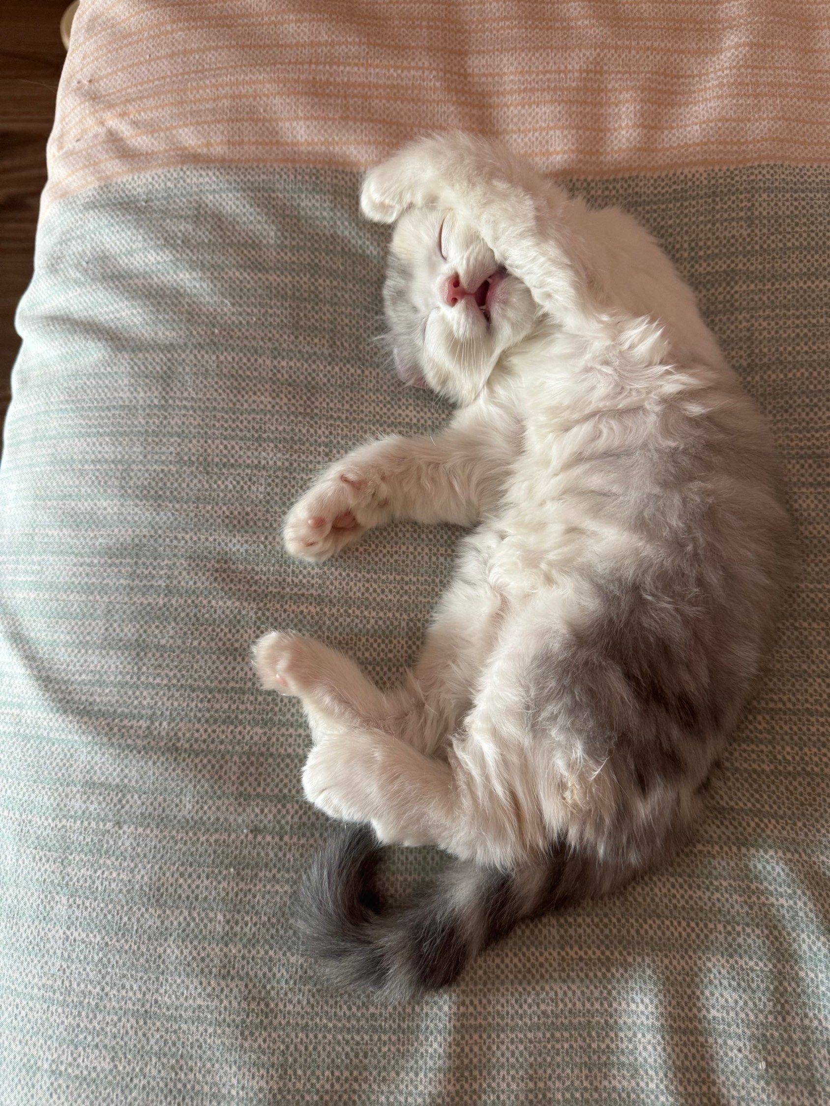 卷耳猫猫找新家啦