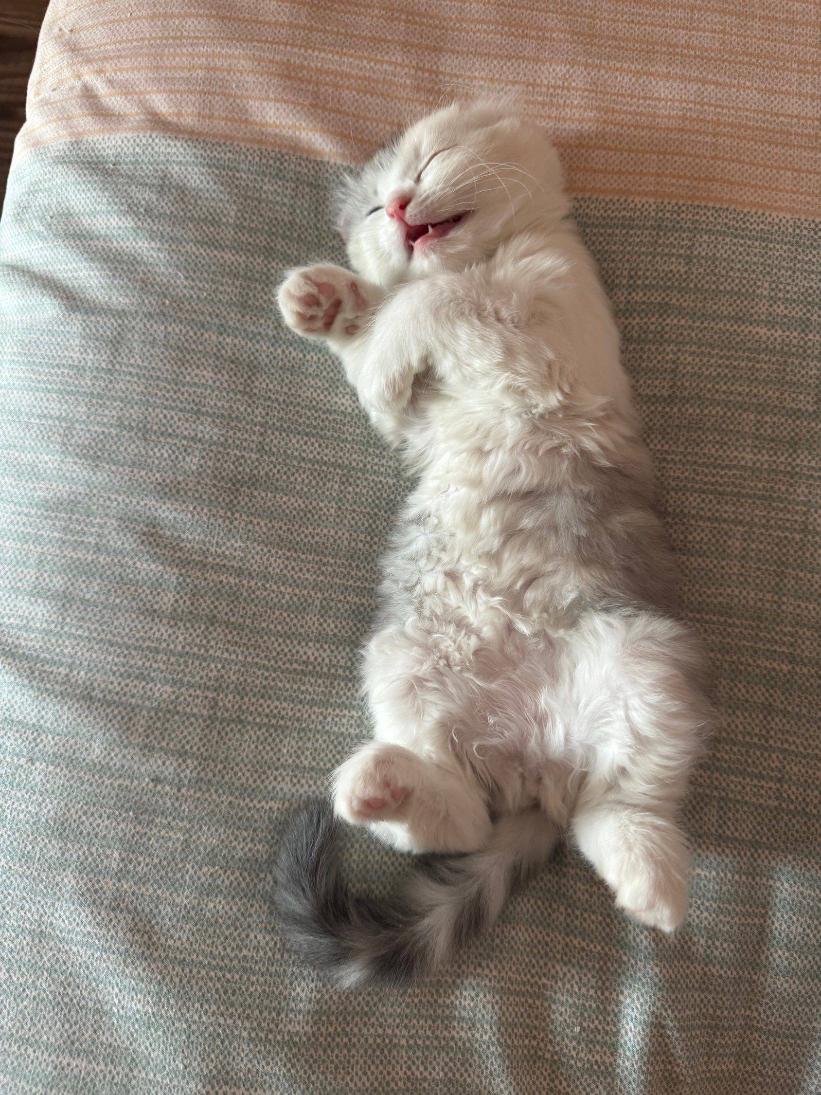 卷耳猫猫找新家啦_1