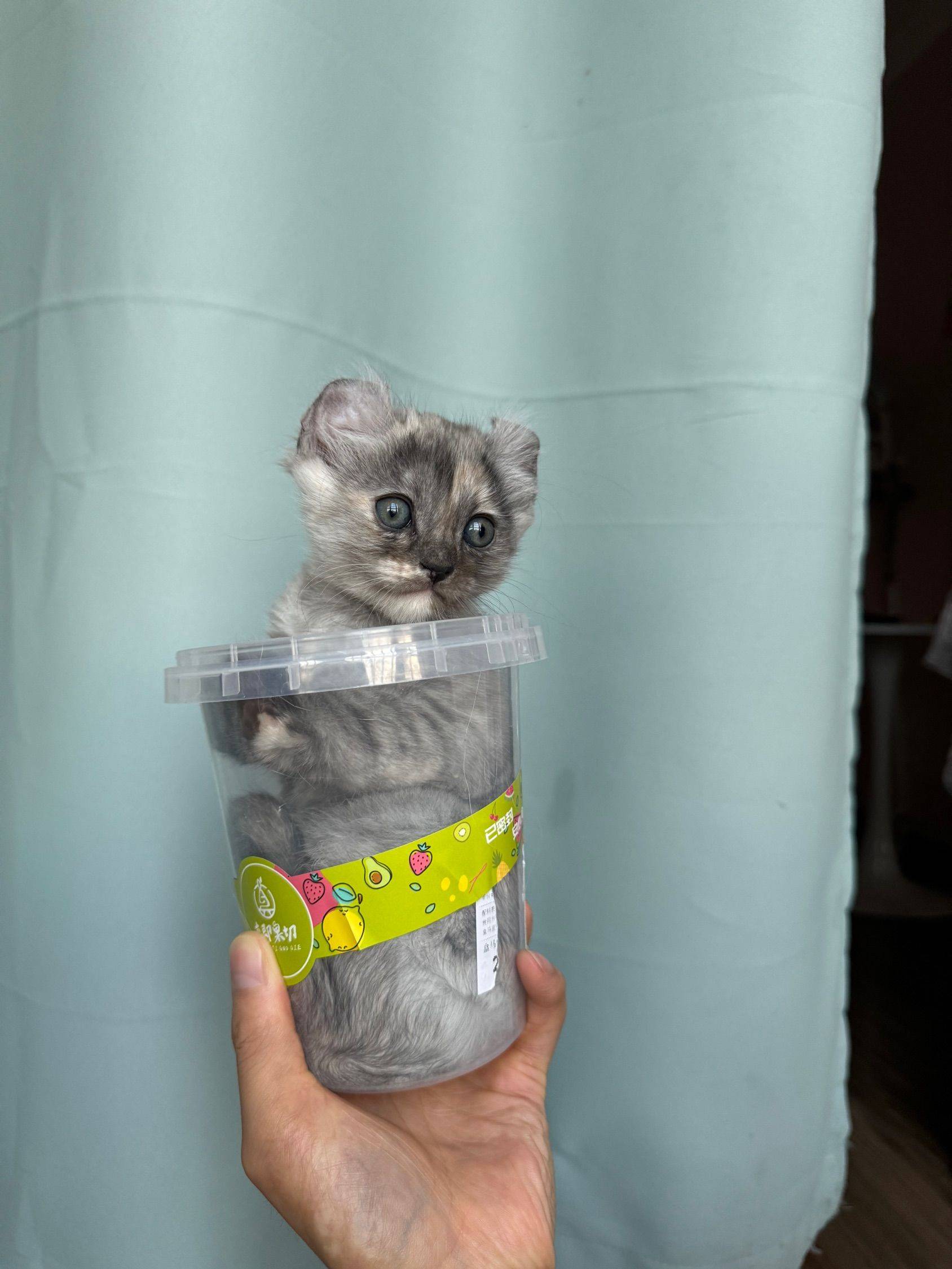 卷耳猫猫找新家啦_3