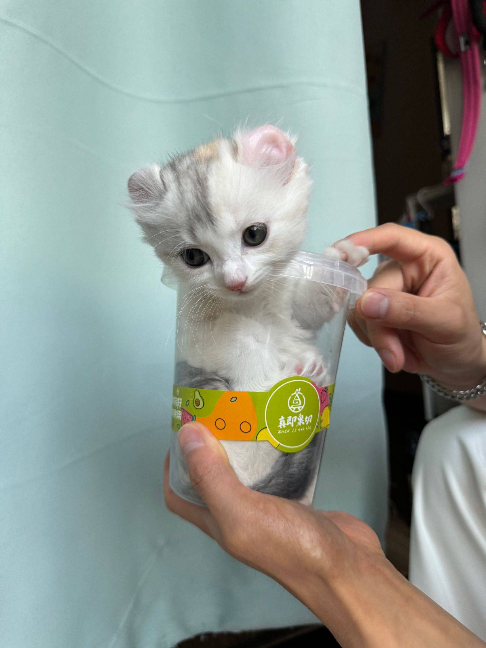 卷耳猫猫找新家啦_4