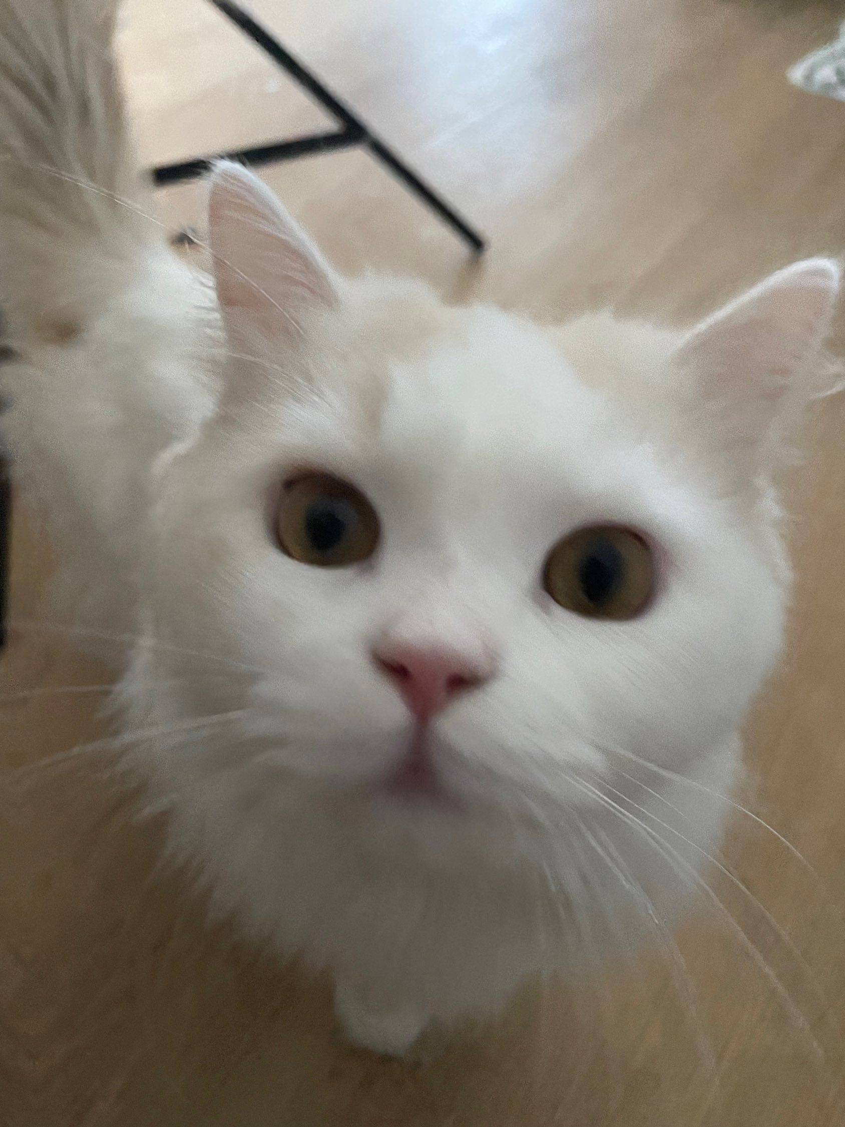 朗诗寓管家的一天：偷拍租客修猫 给摸！很爱_2