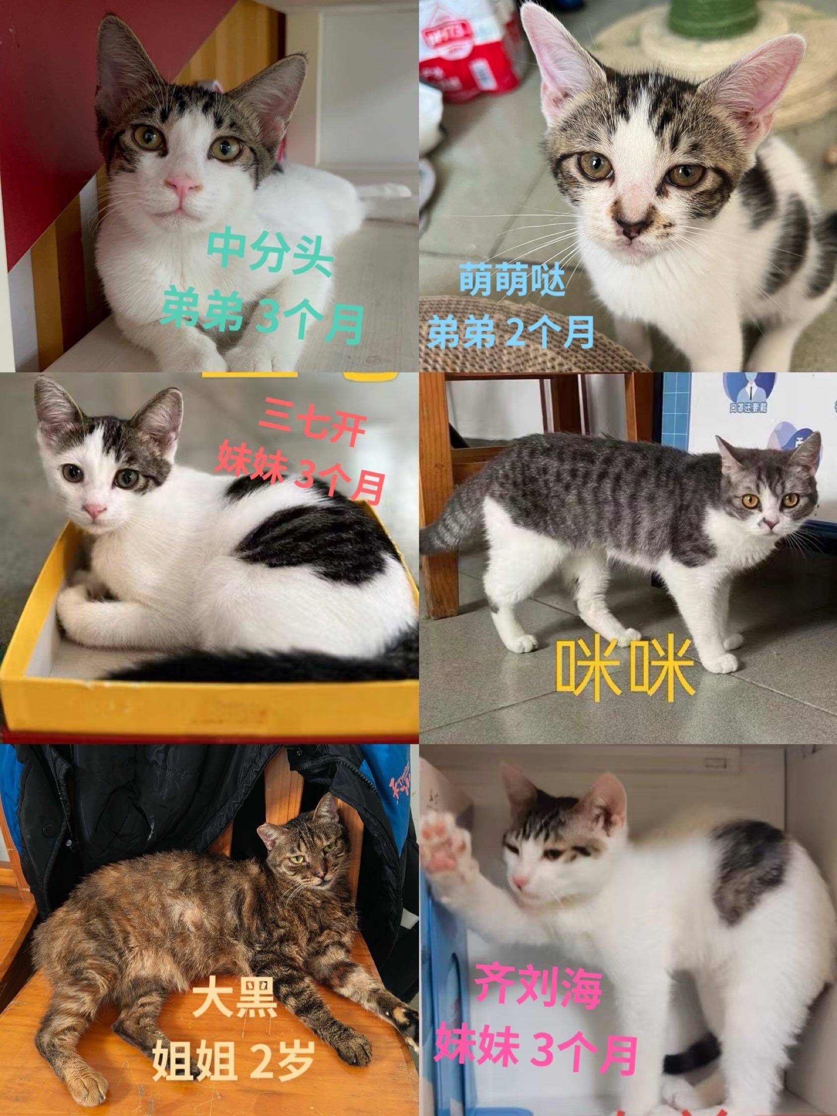 上海流浪猫猫领养 SH kirty adoption_0