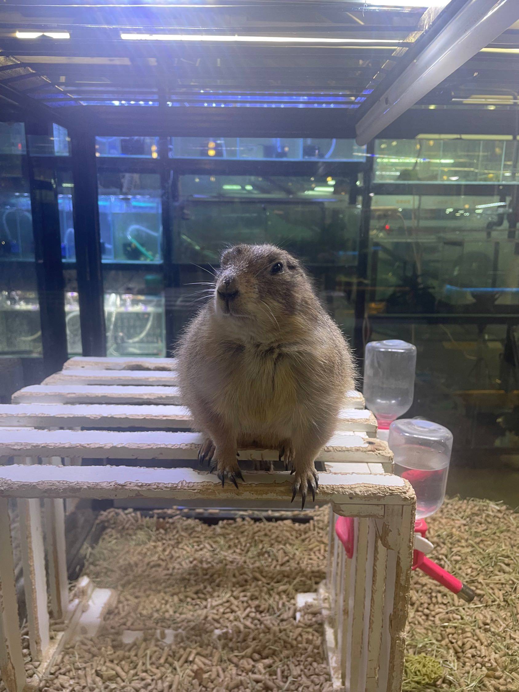 一起去看土拨鼠