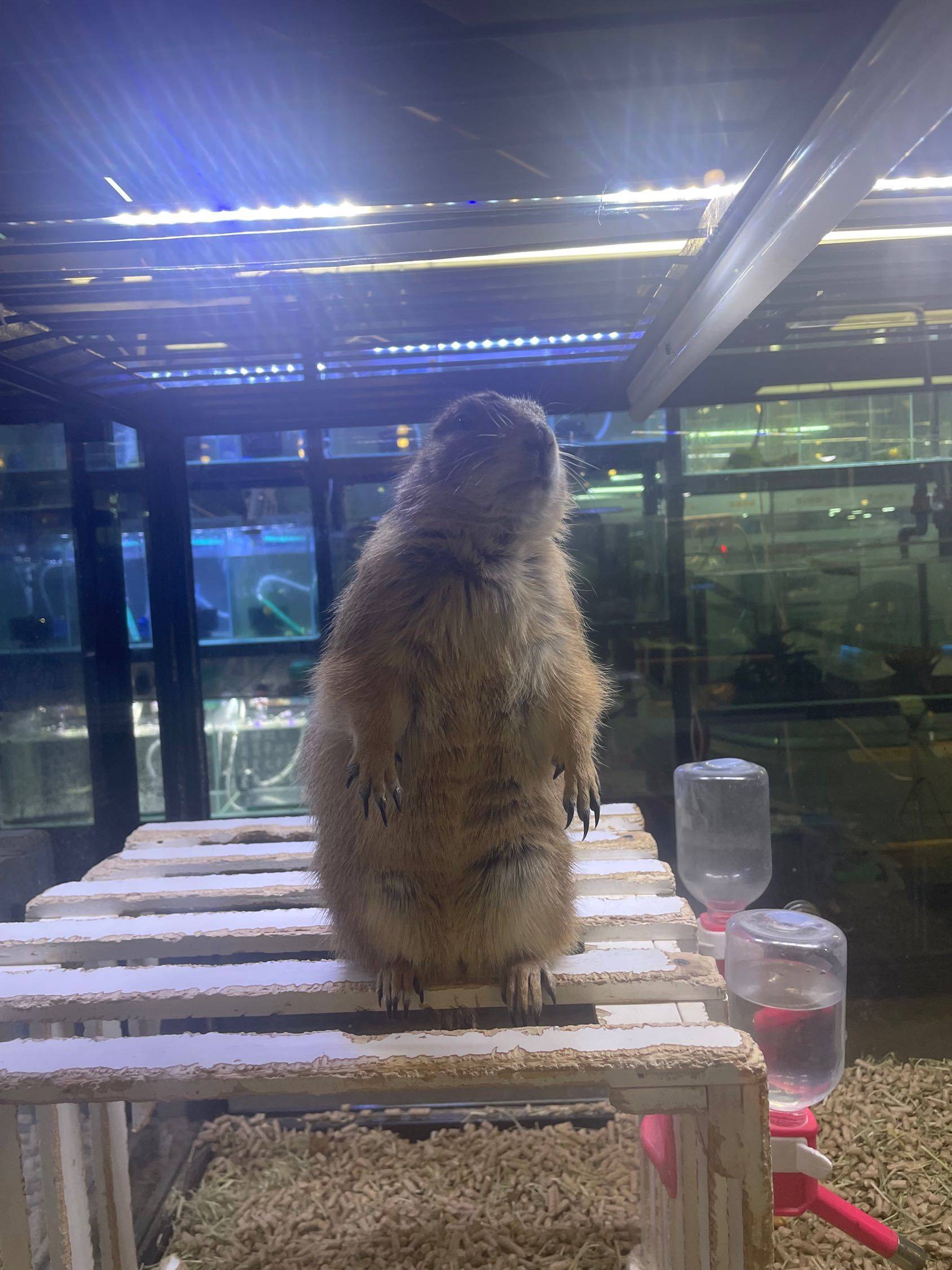 一起去看土拨鼠_1