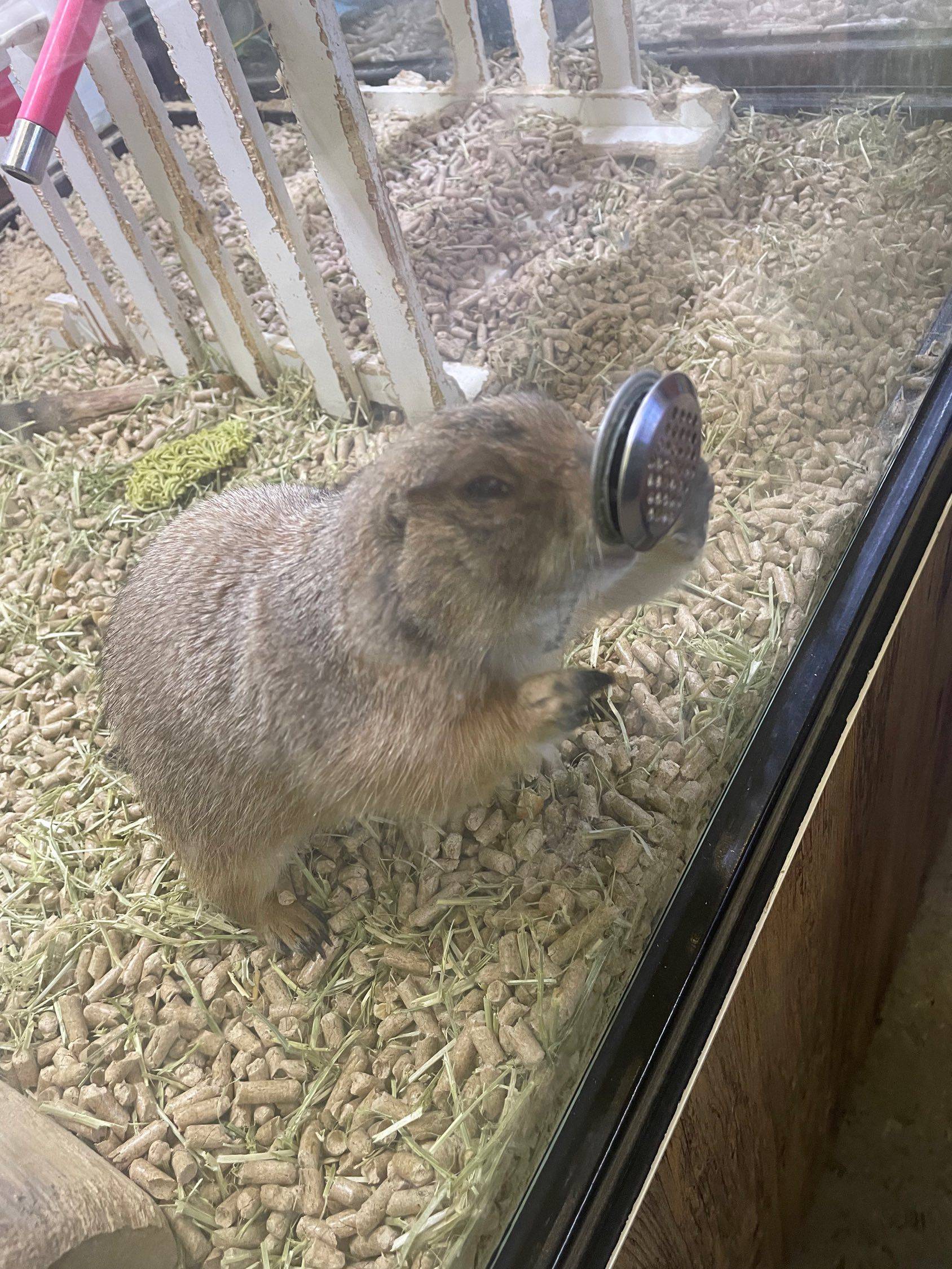 一起去看土拨鼠_2