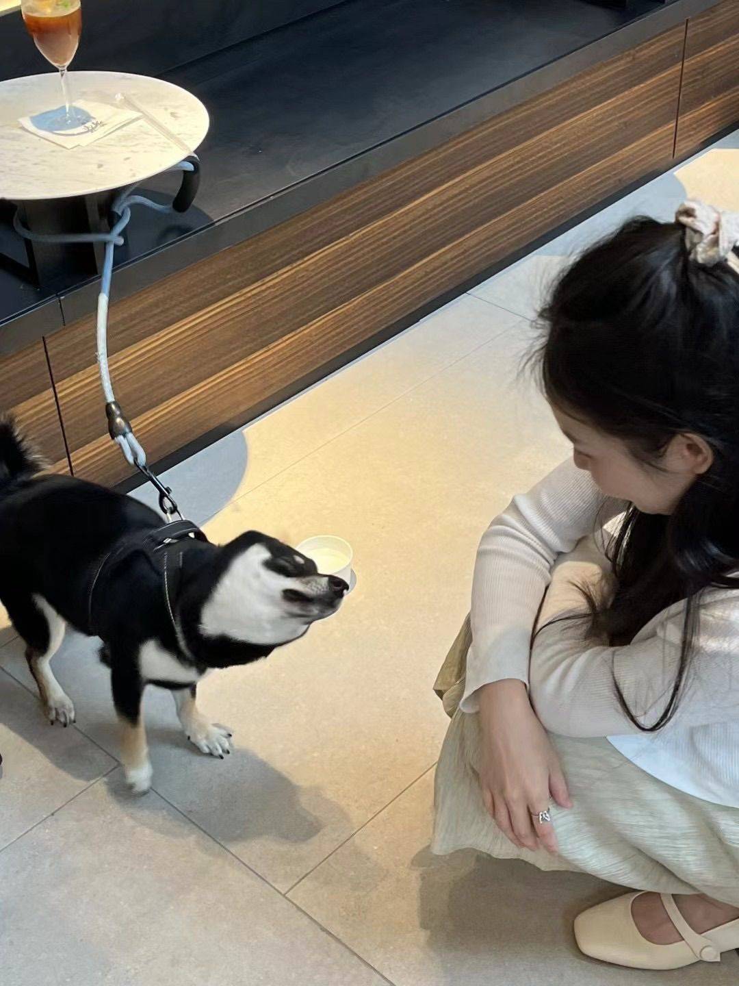 怎么会有这么可爱的狗狗