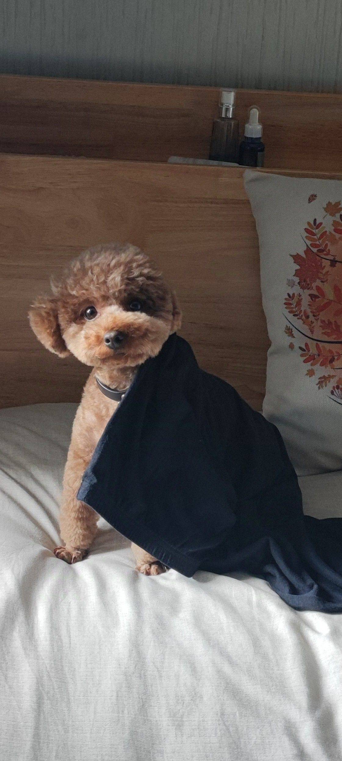 湿漉漉的胸肌_1