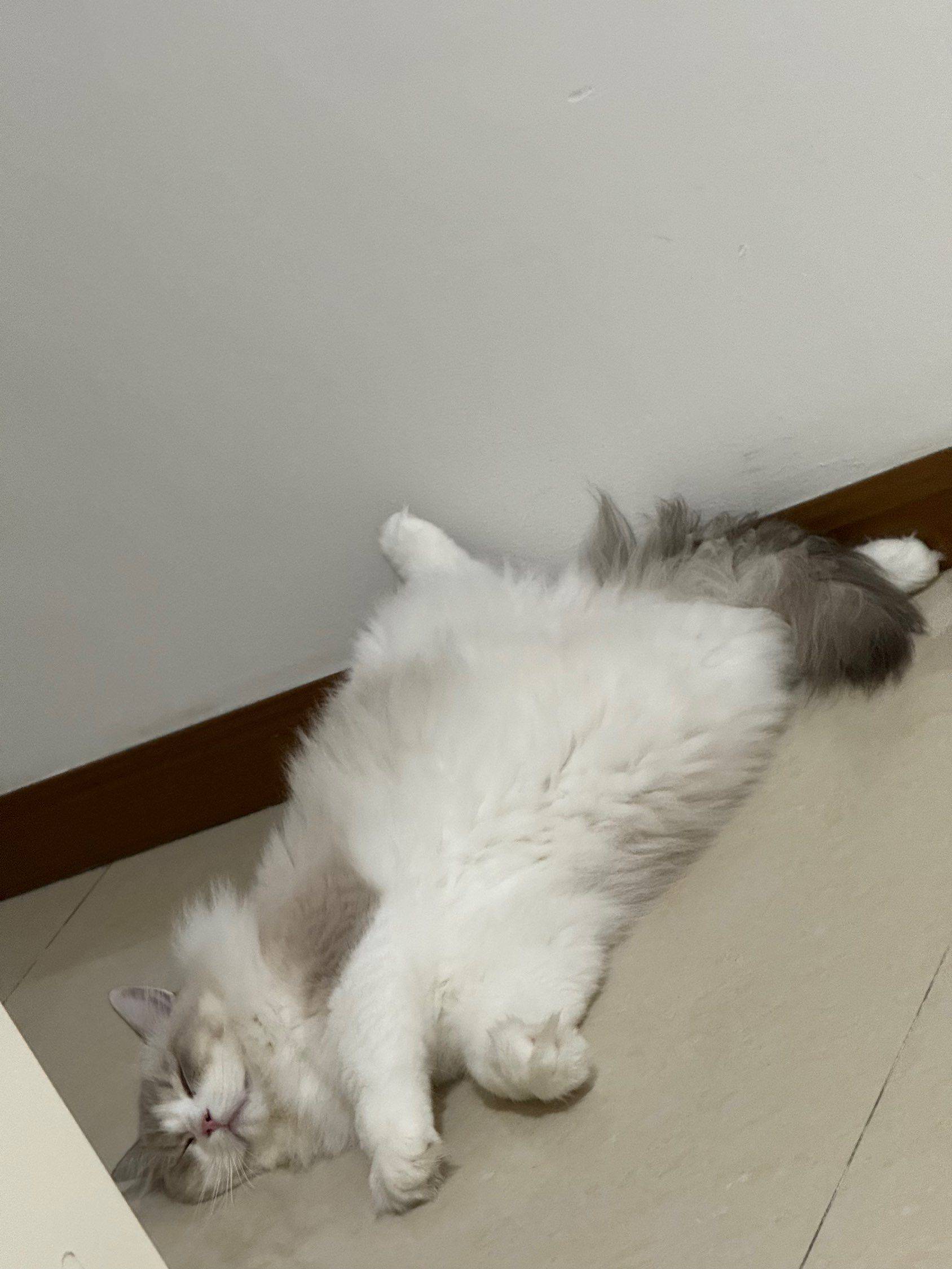 嘻嘻嘻嘻我的小猫_2