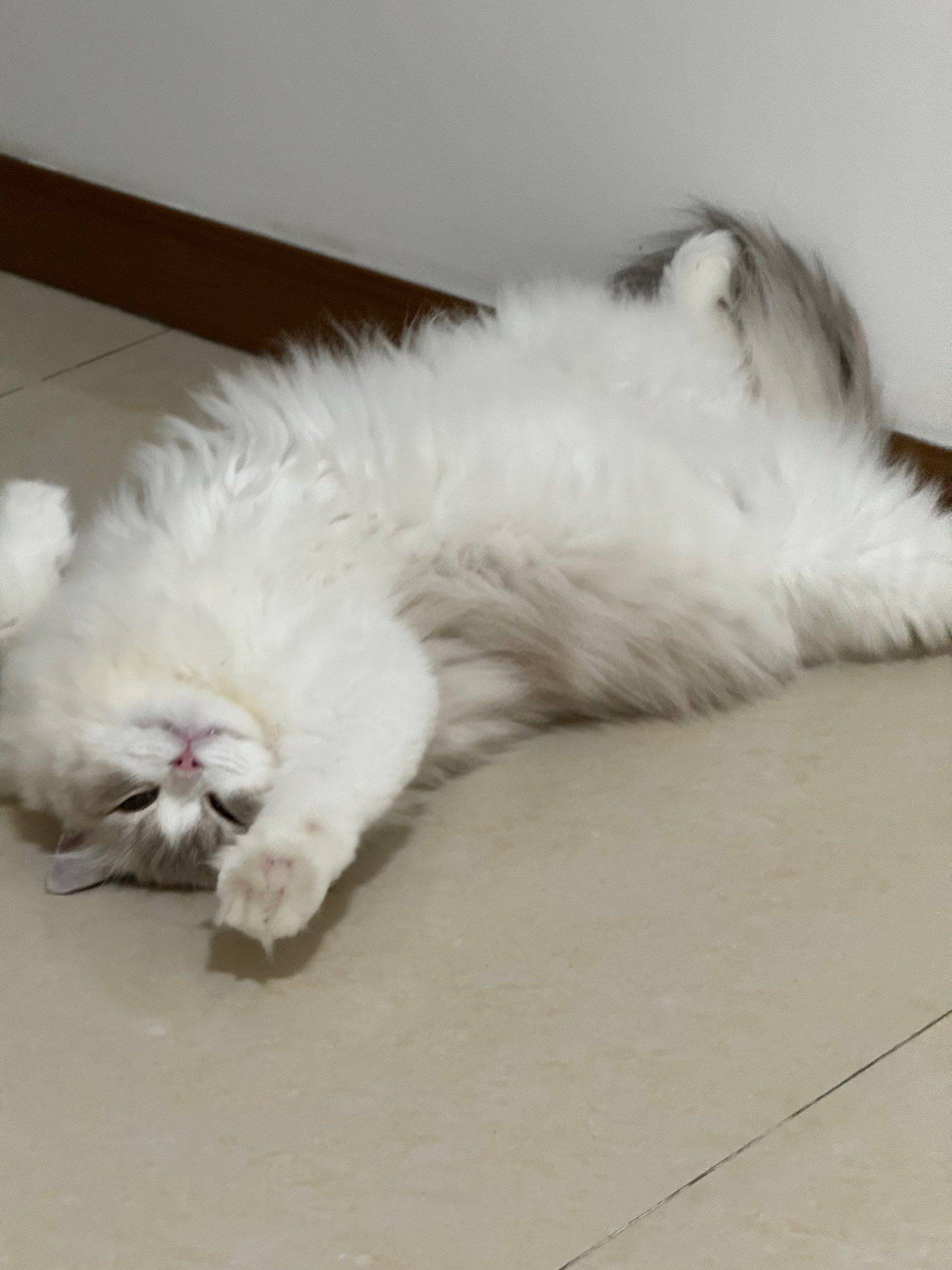 嘻嘻嘻嘻我的小猫