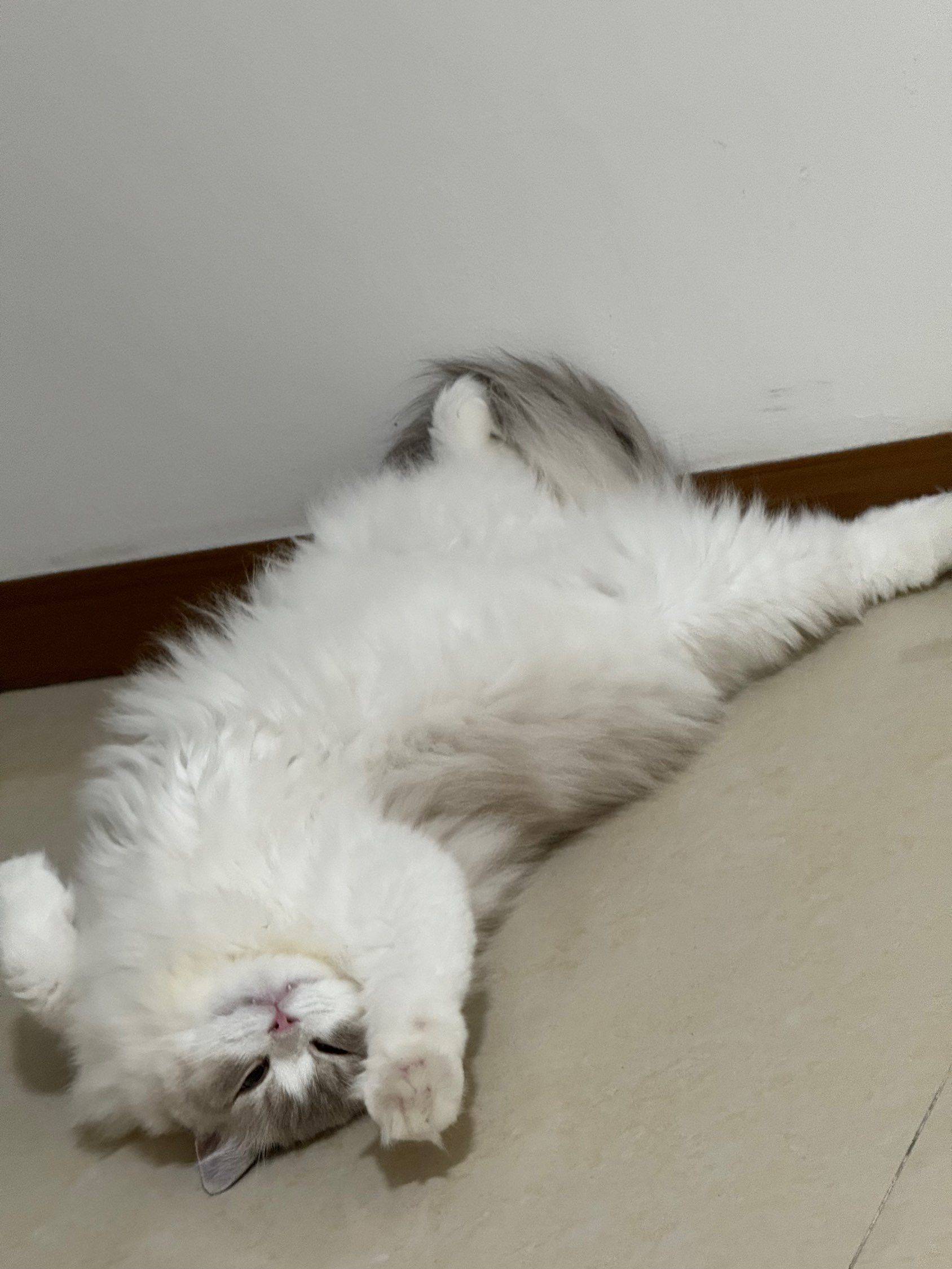 嘻嘻嘻嘻我的小猫_1