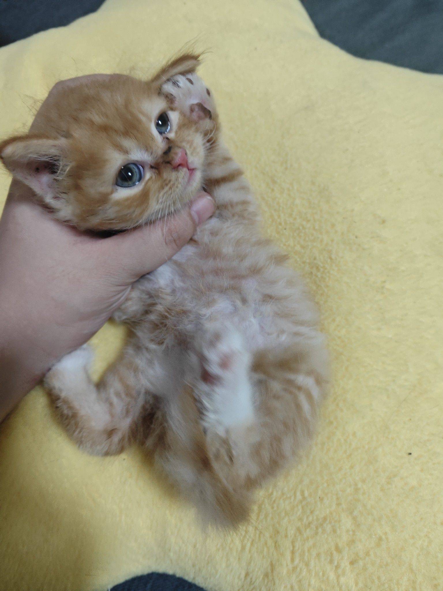 领养领养领养_3