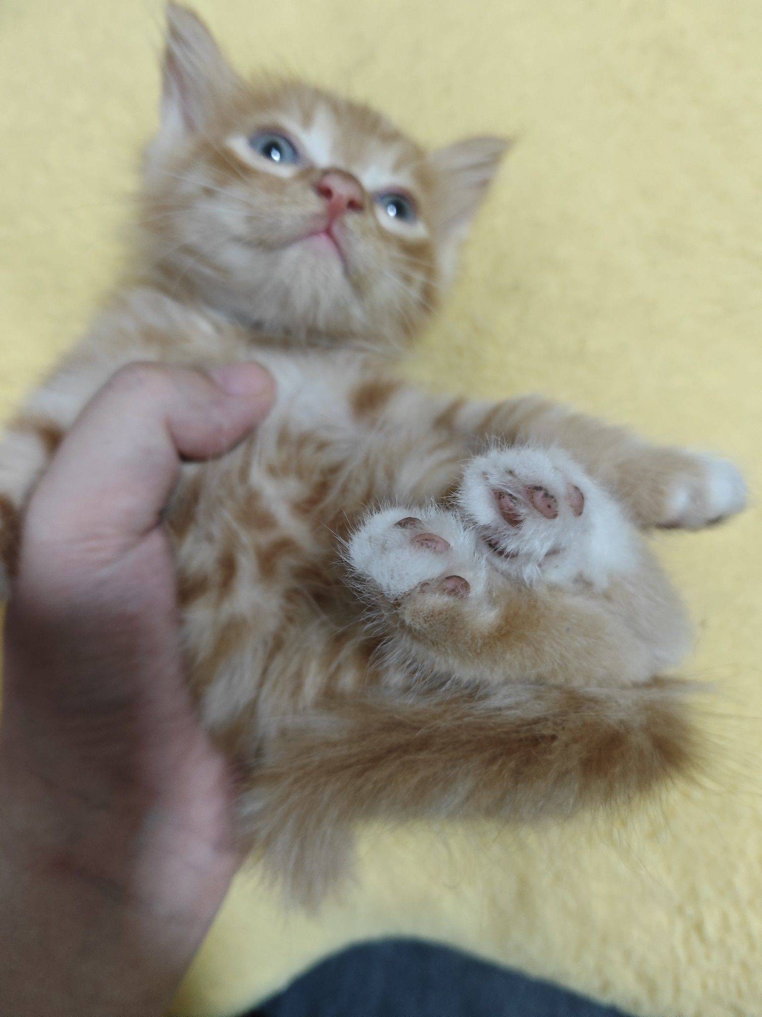 领养领养领养_2