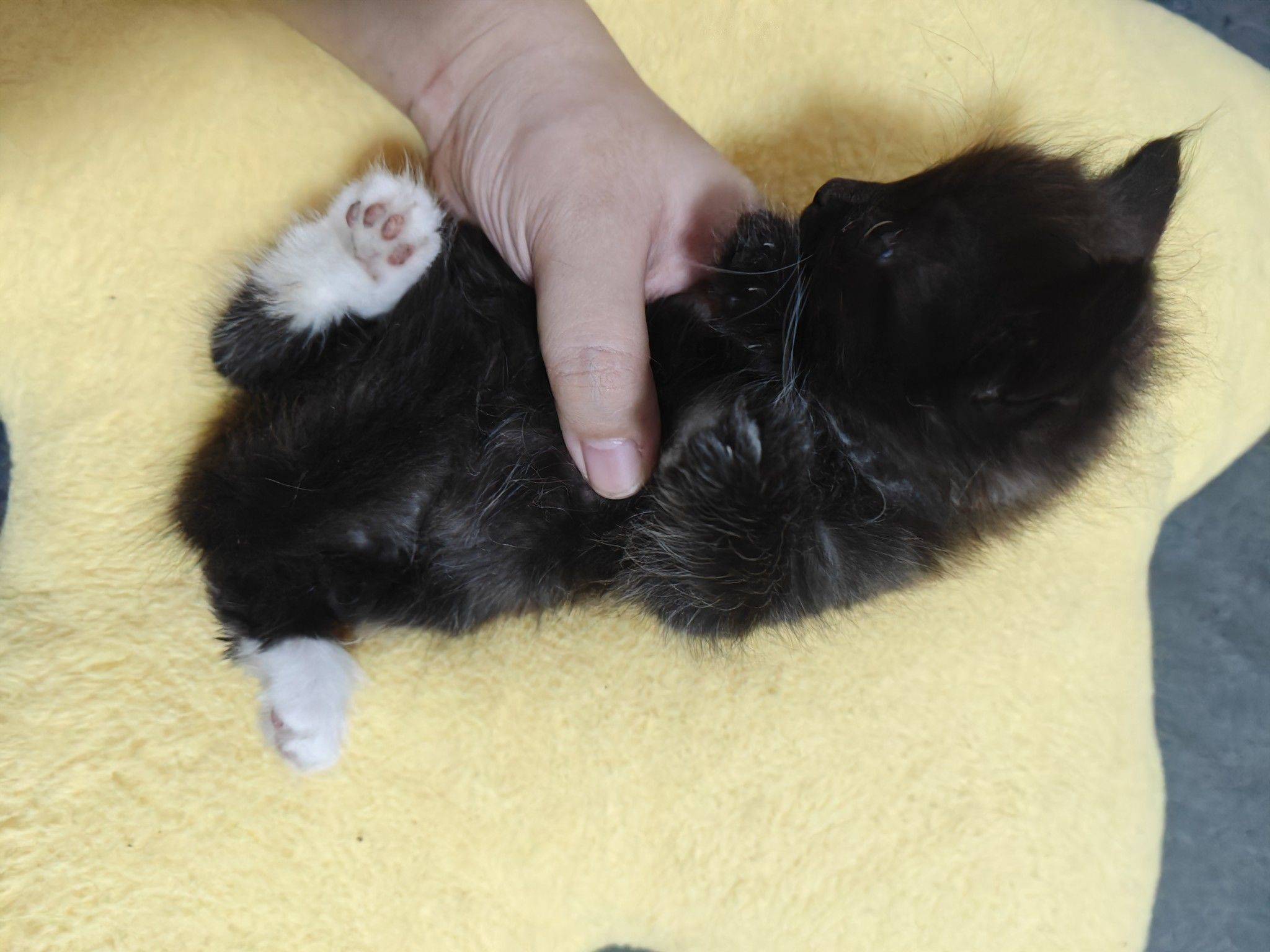 领养领养领养_4