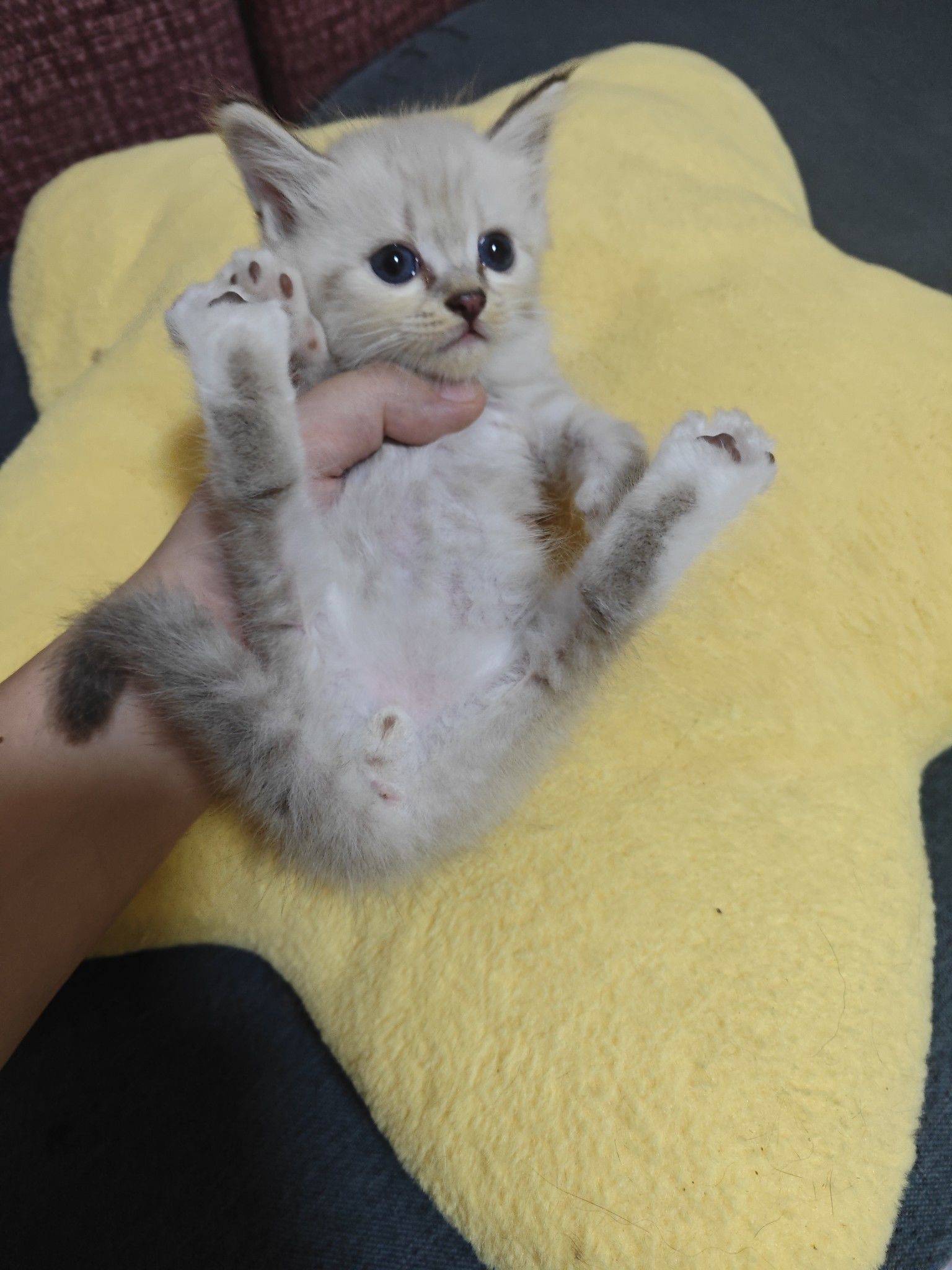 领养领养领养_1