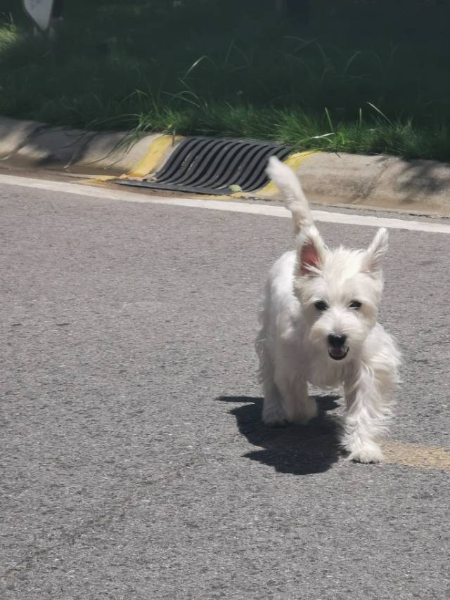 蹲个室友塔子，带一只小狗狗