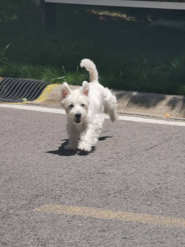 蹲个室友塔子，带一只小狗狗_1