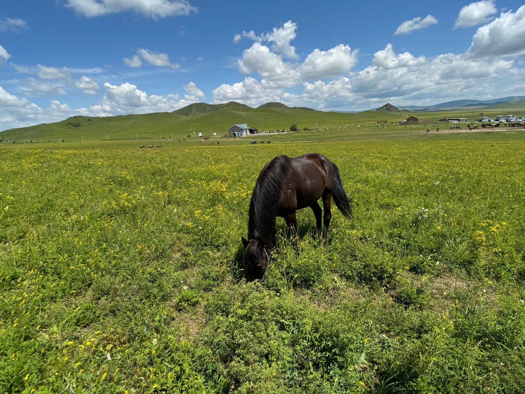 我的草原我的马_1