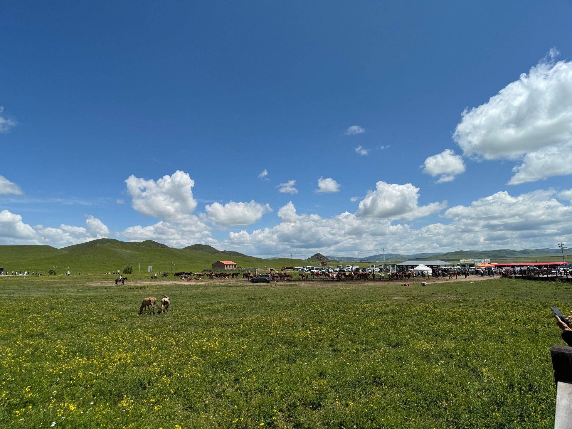 我的草原我的马