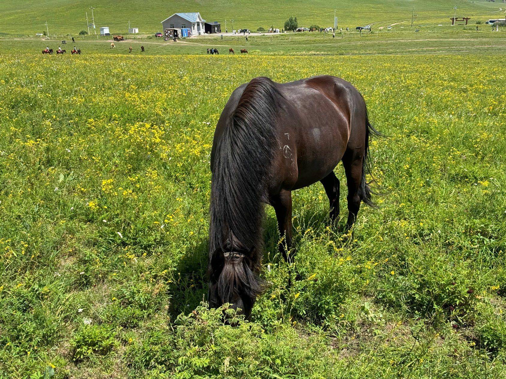 我的草原我的马_0