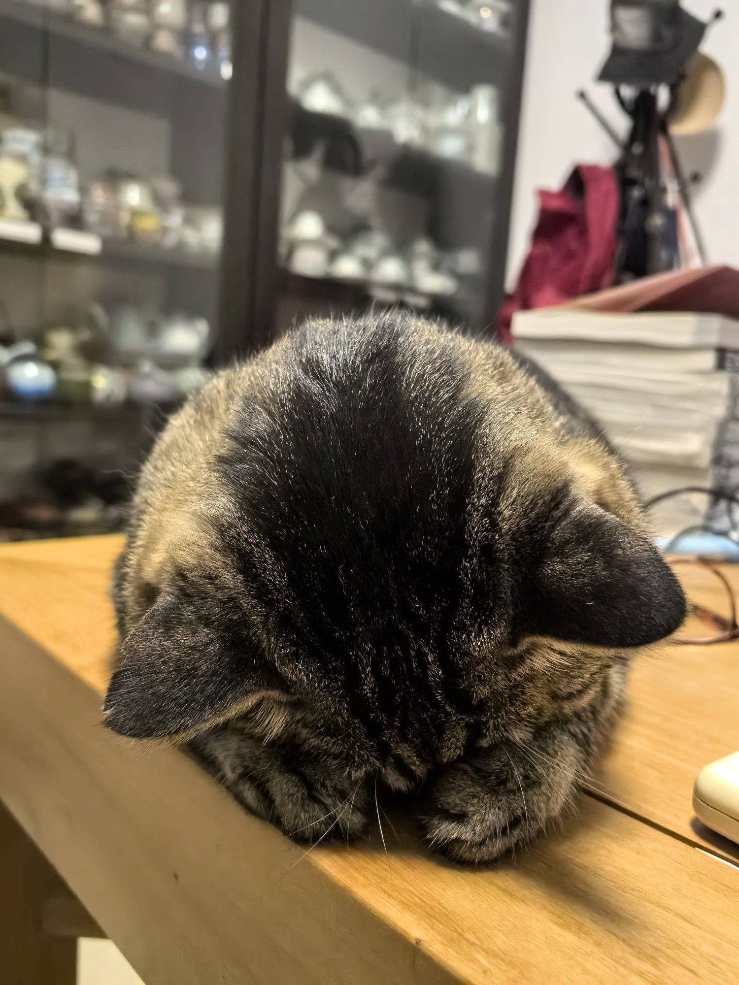 豹子喜欢这样睡